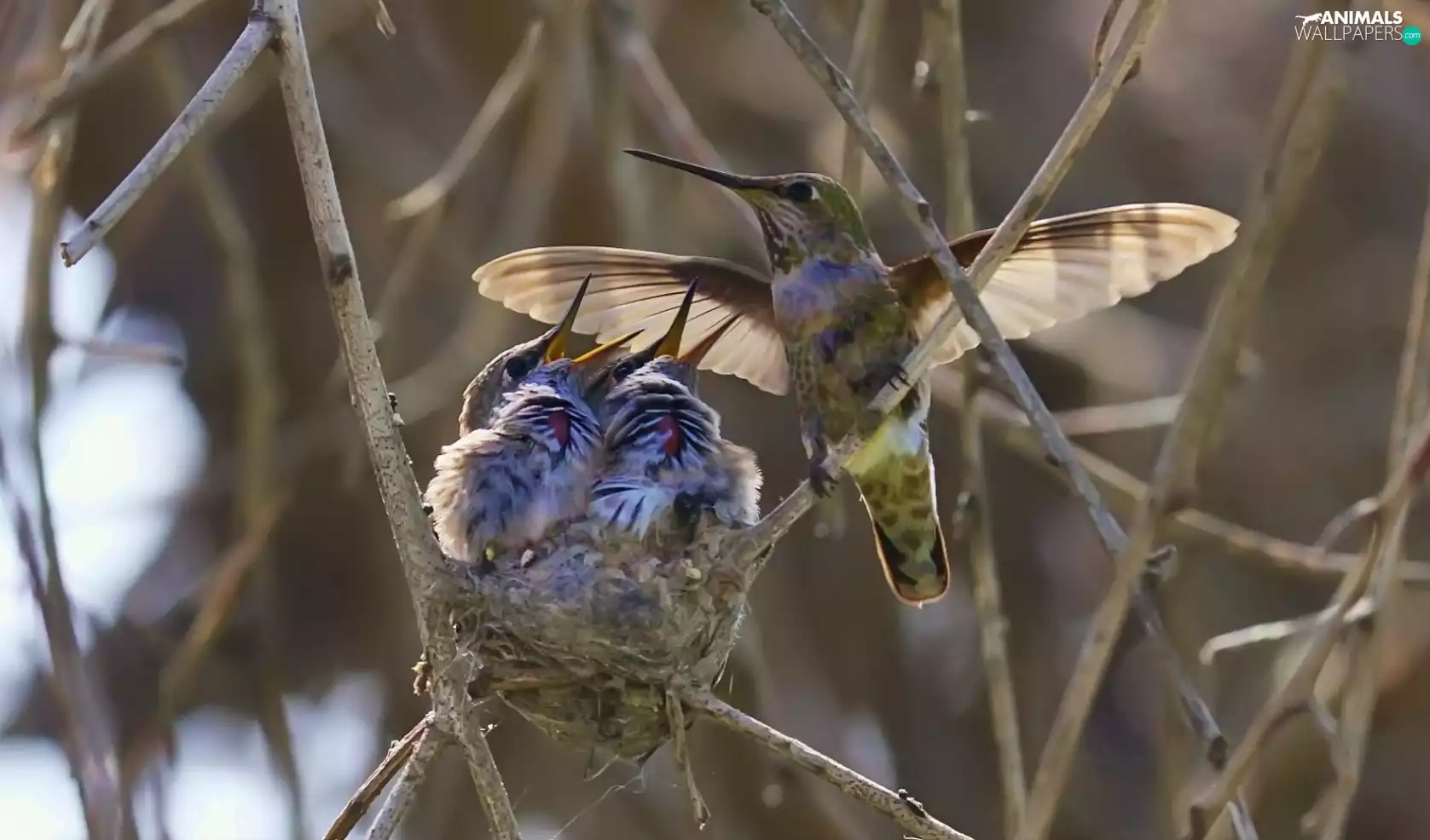 hummingbirds, nest