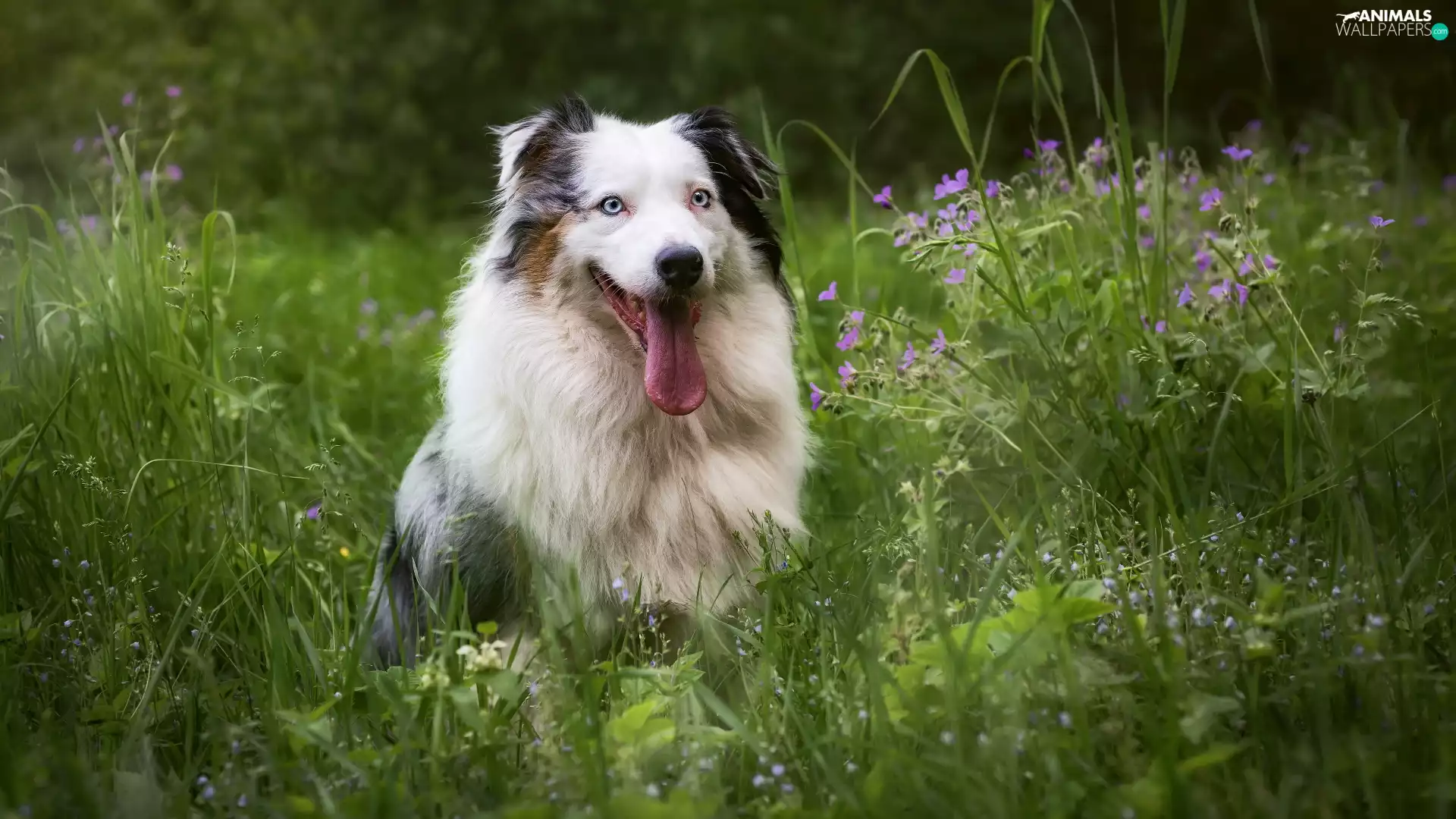 dog, Hung, Tounge, Australian Shepherd