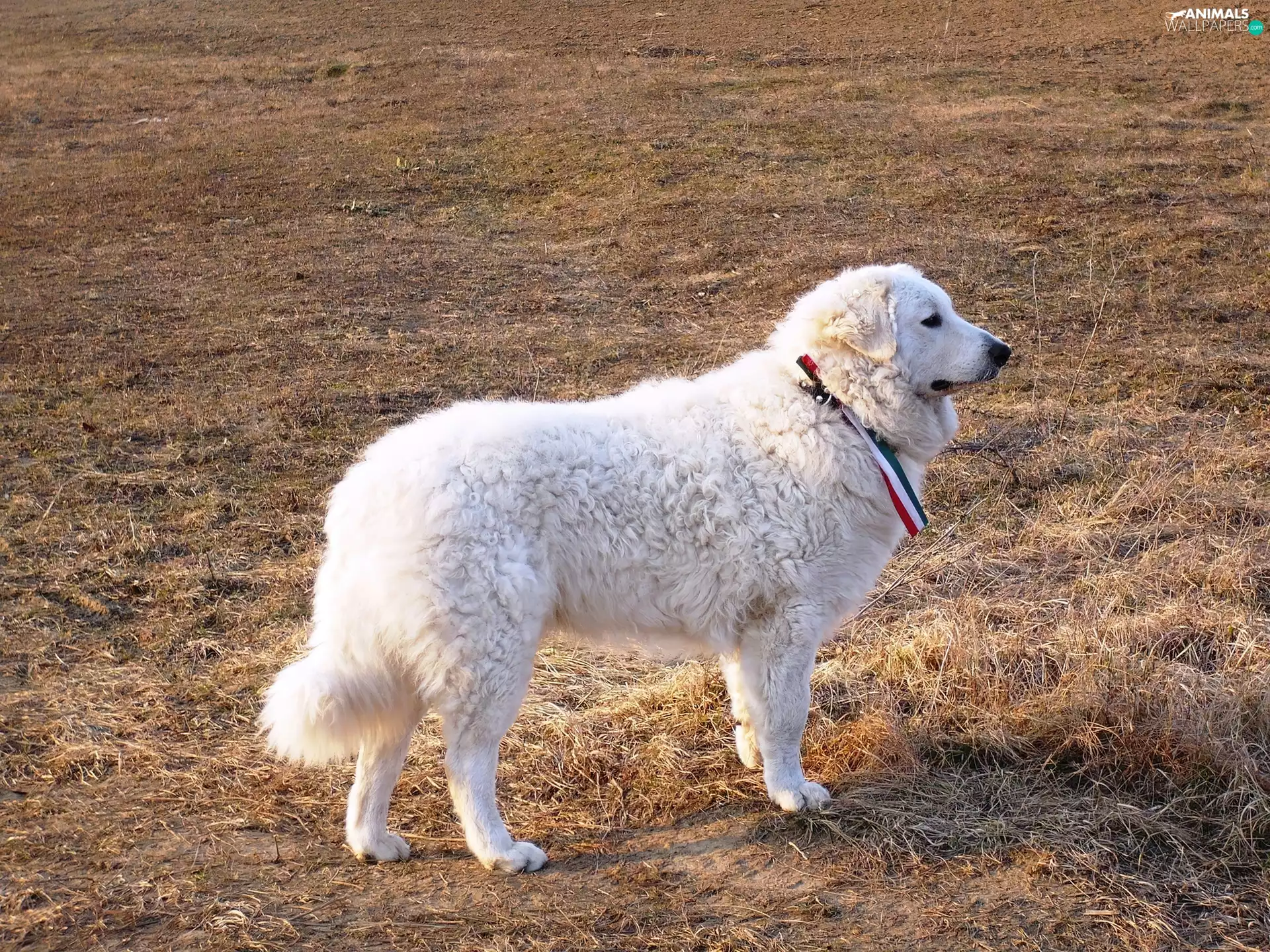 Shepherd Hungarian Kuvasz, adult, White