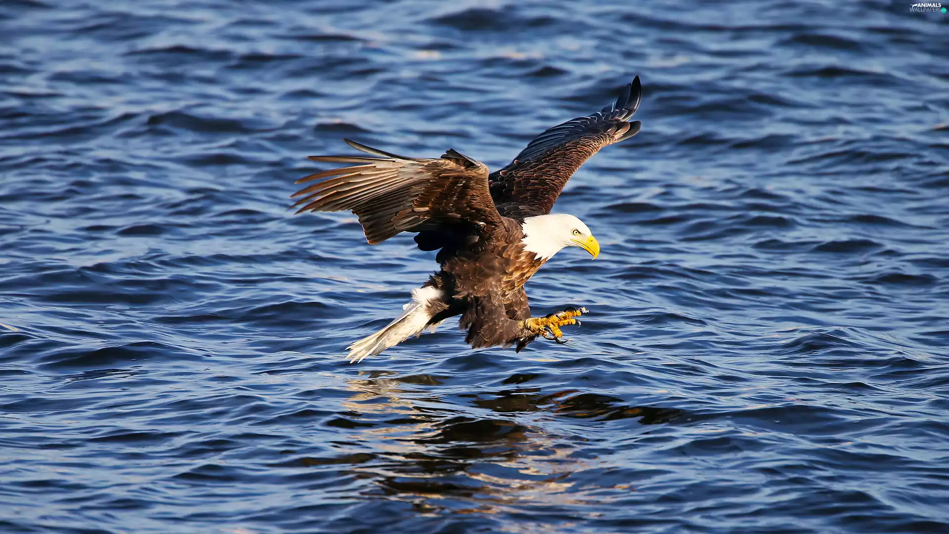 American Bald Eagle, hunting