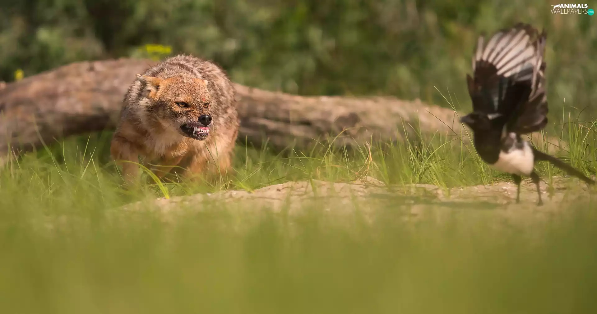 hunting, Jackal, grass, Lod on the beach, Meadow, Bird
