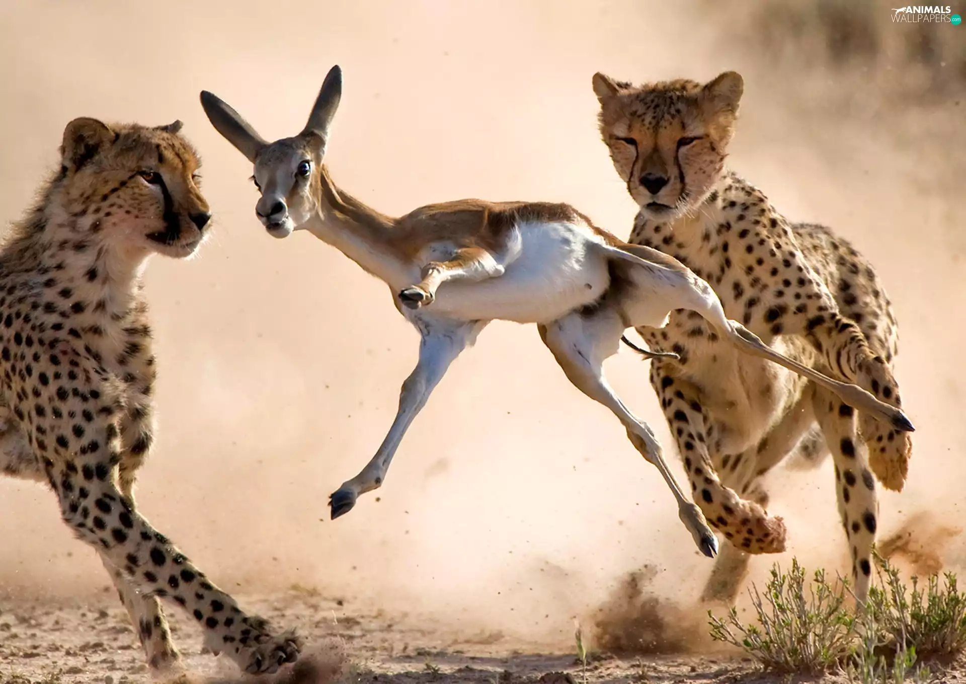 hunting, Antelope, Cheetah