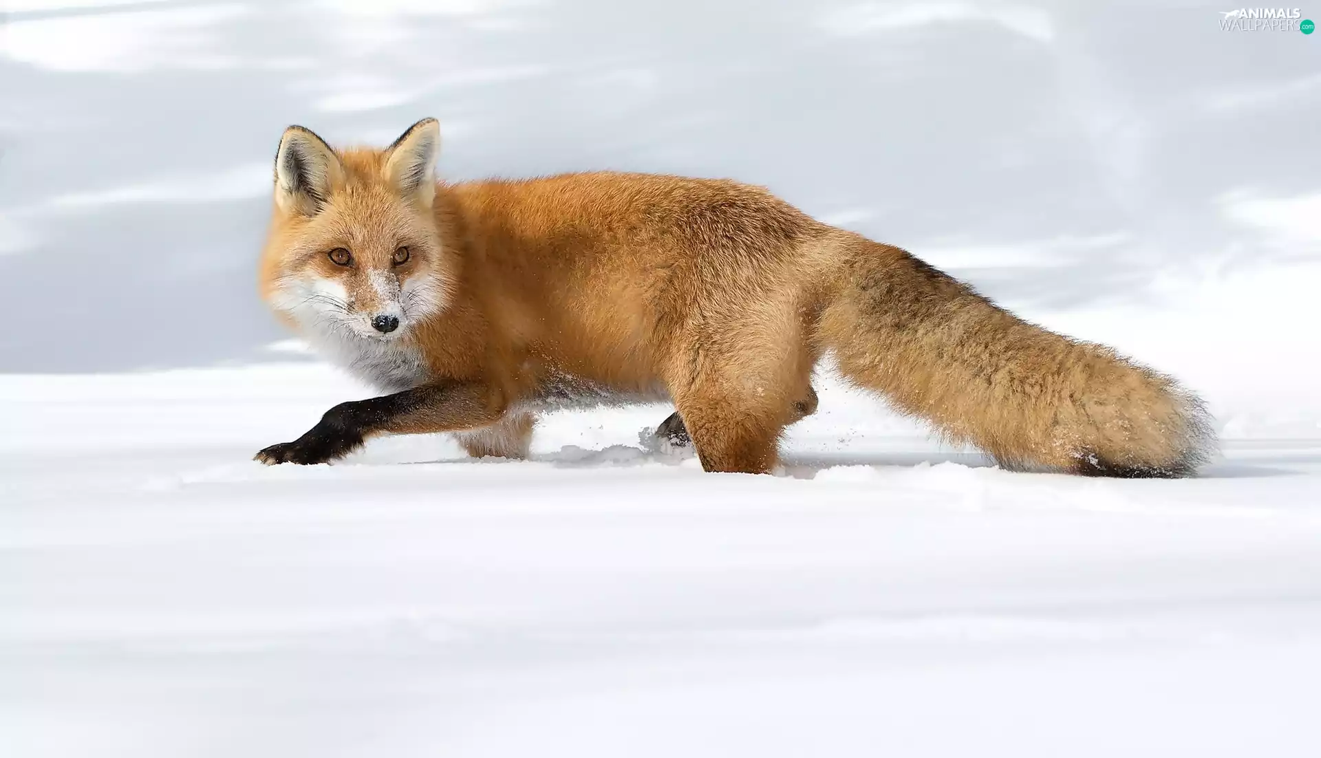 Fox, snow, winter, hunting