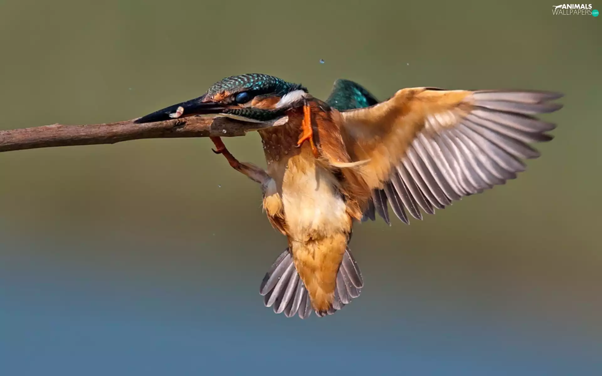 insect, humming-bird, hunting