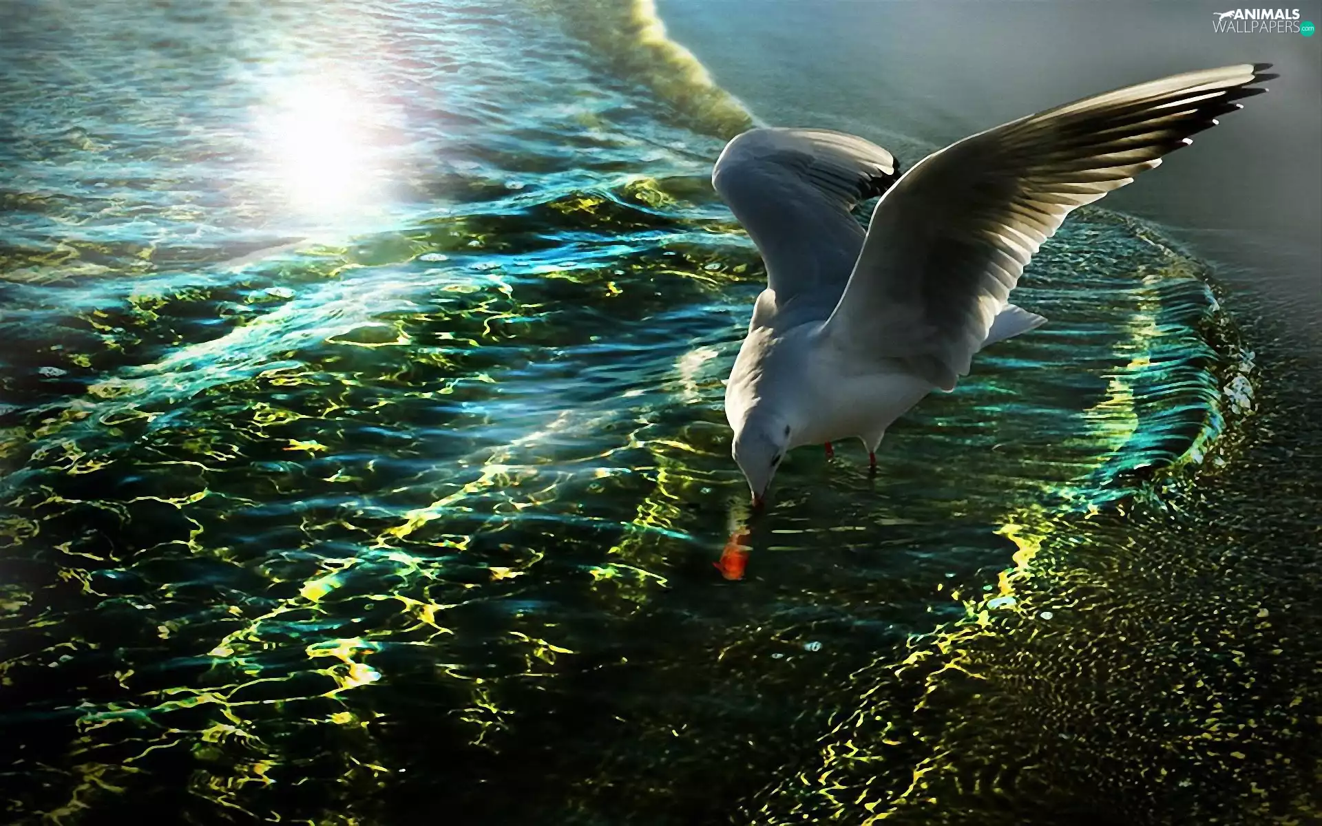 seagull, sea, glamour, hunting