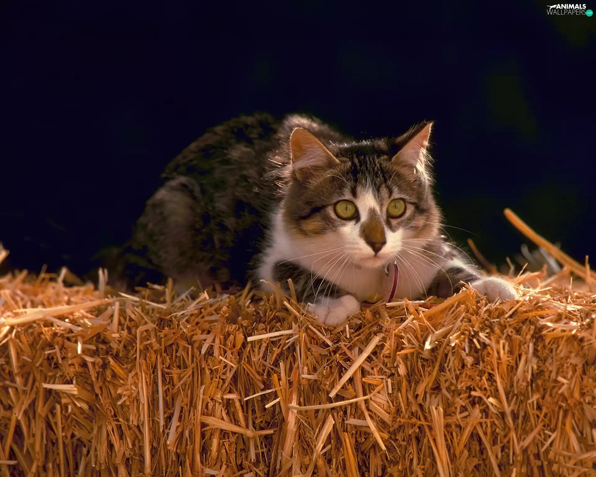 hunting, cat, straw