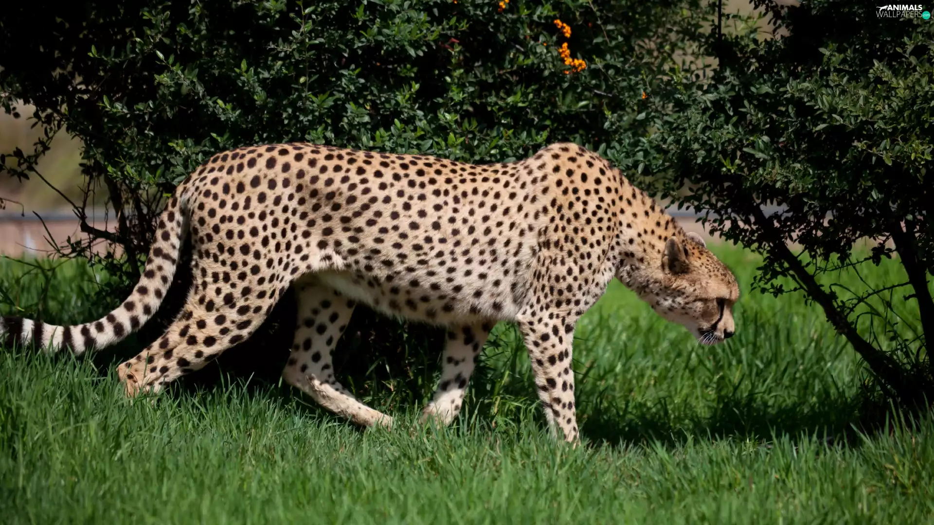 Meadow, hunting, trees, viewes, Cheetah