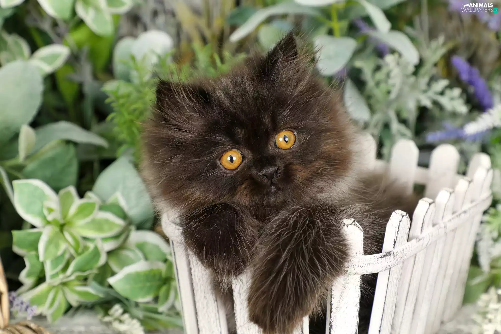 Hurdle, small, kitten