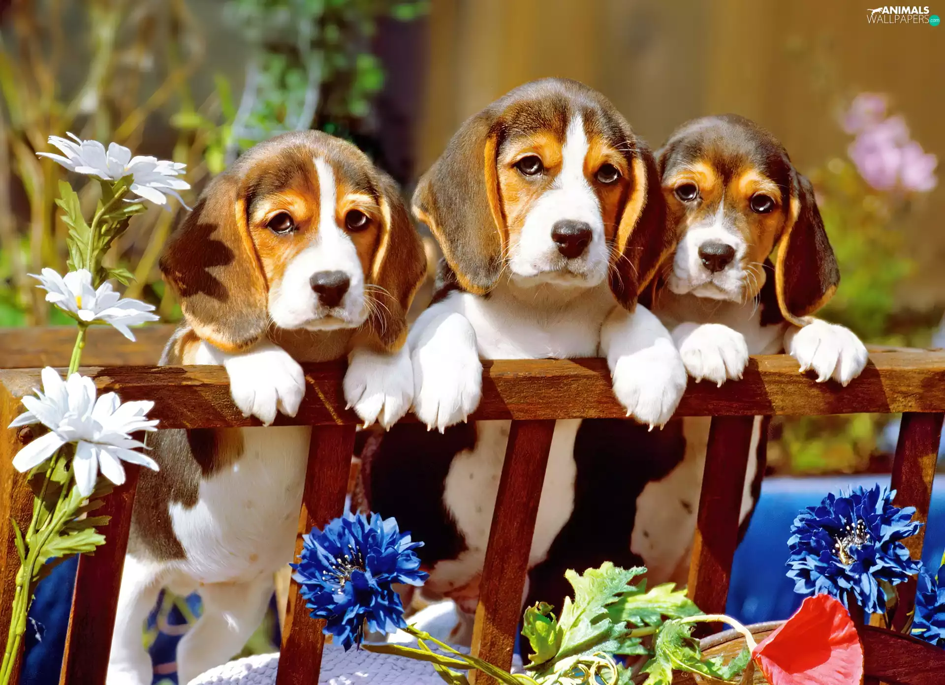 Hurdle, Three, Puppies