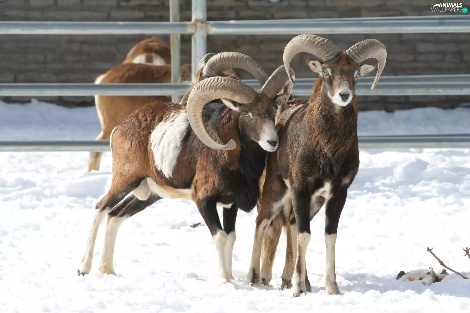 Hurdle, mouflon, snow