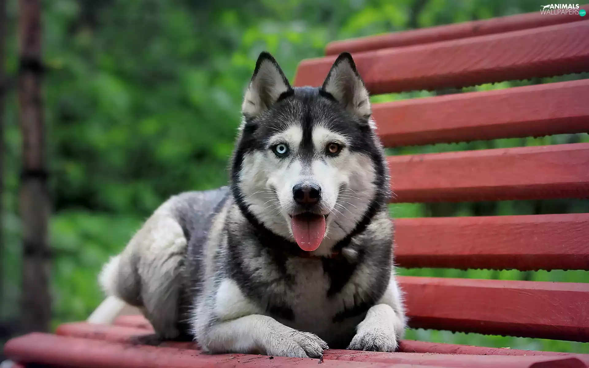 Bench, dog, Siberian Husky