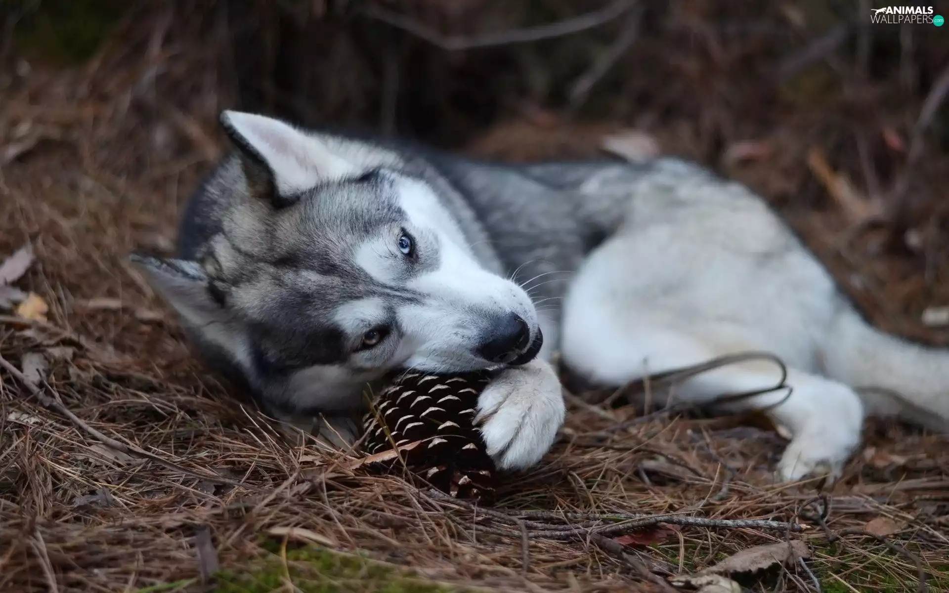dog, resting, cone, Husky