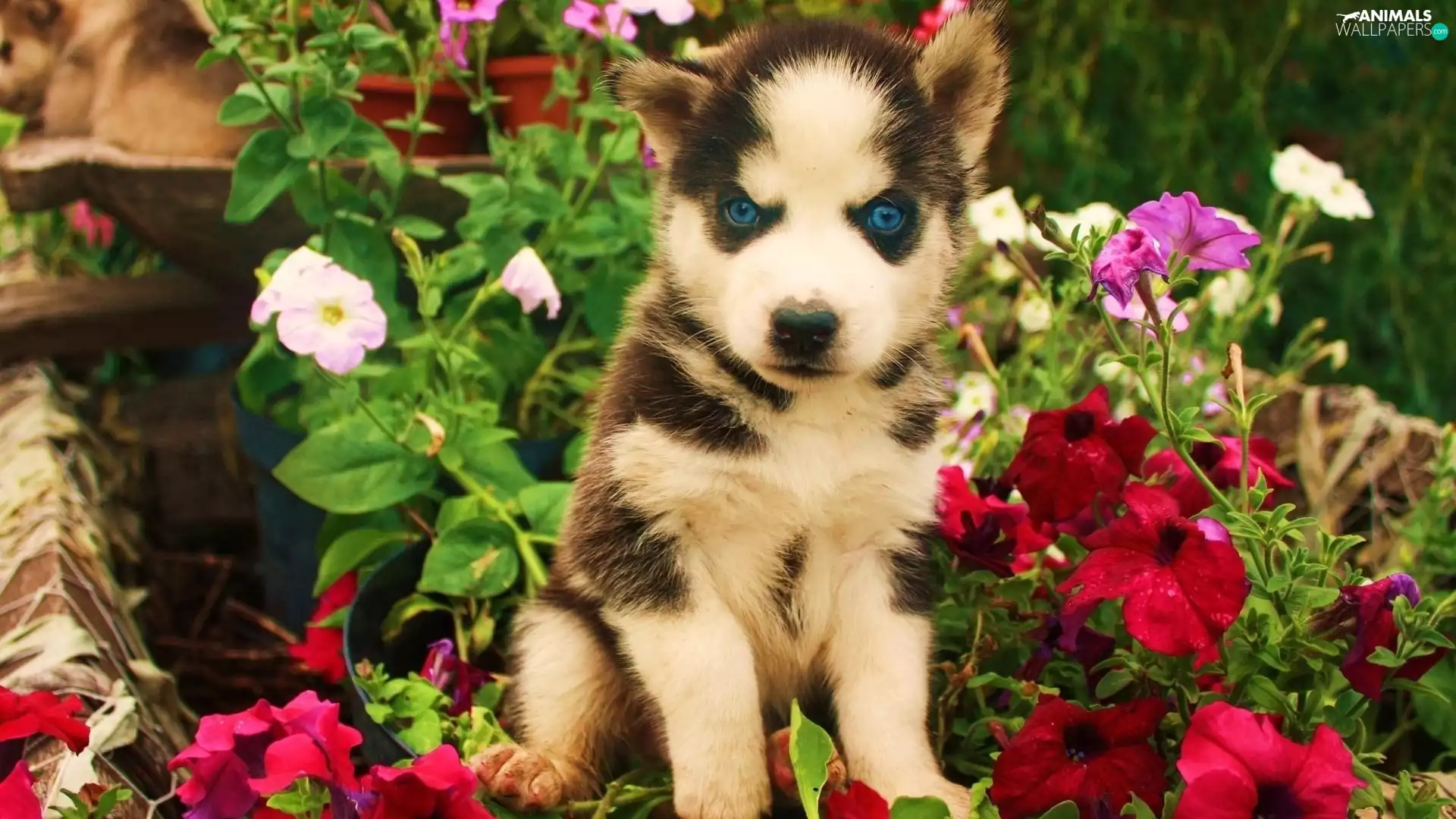 Flowers, Puppy, Siberian Husky