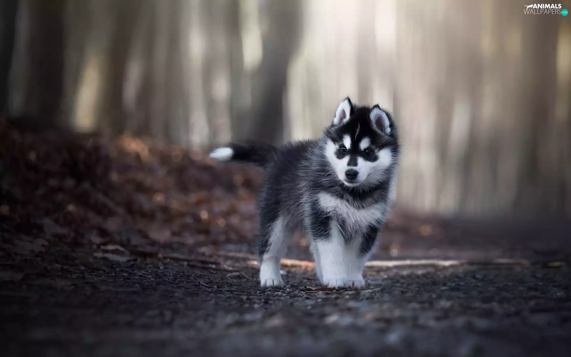 Siberian Husky, forest, Way, Puppy