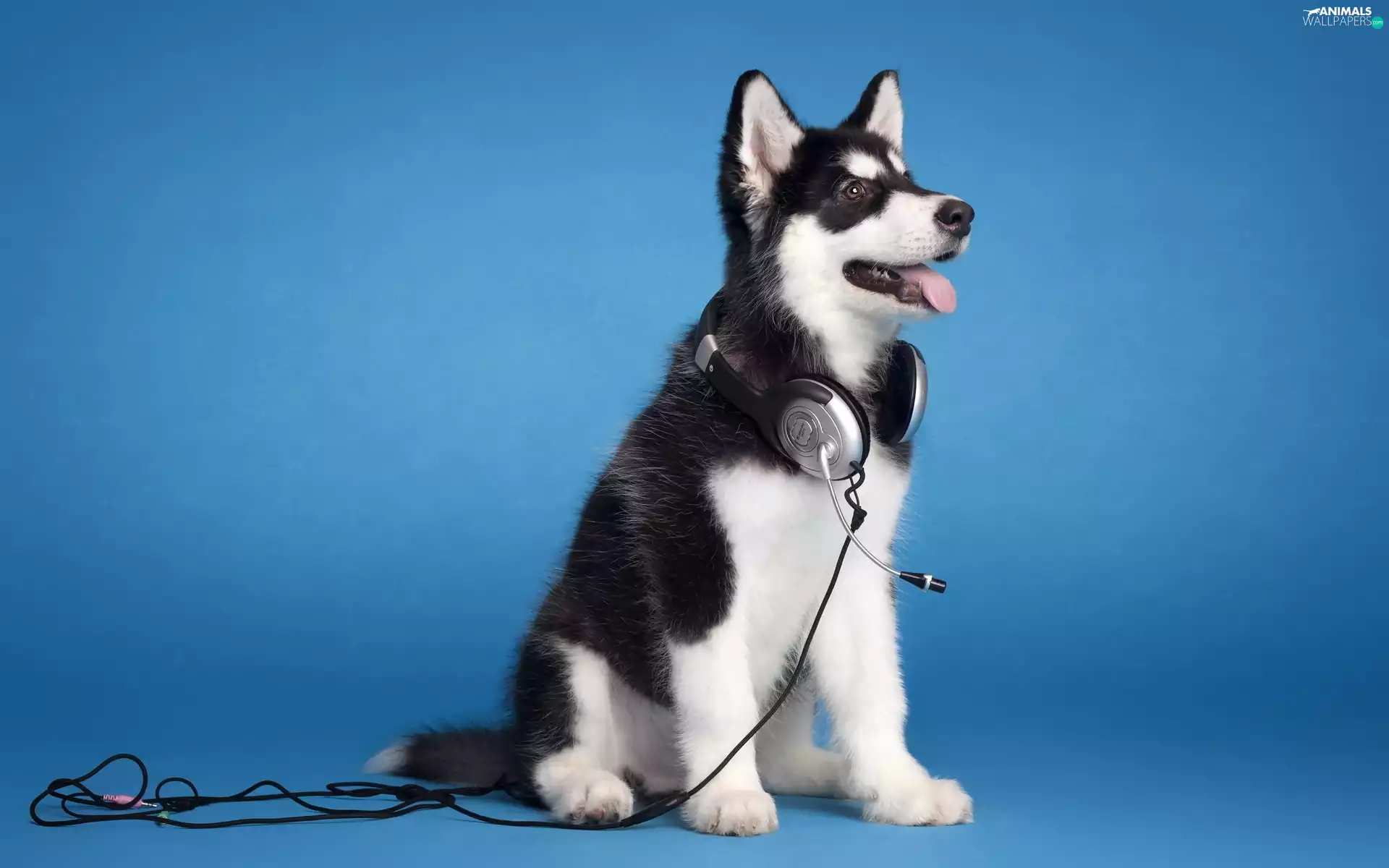 Husky, HEADPHONES