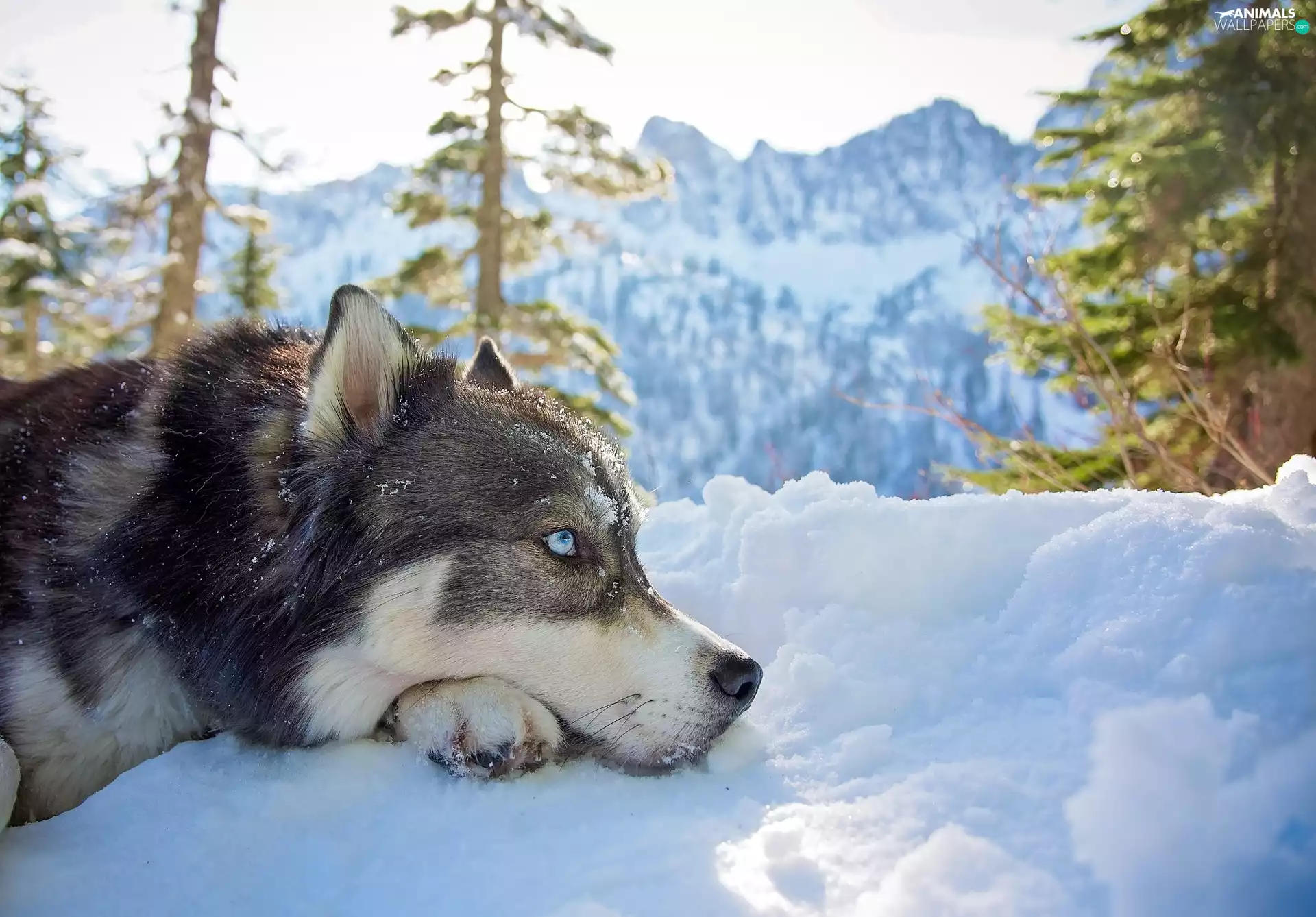 Siberian Husky, Mountains, snow, winter