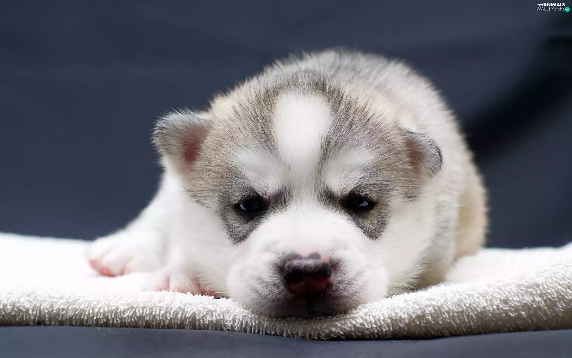 Husky, honeyed, Puppy