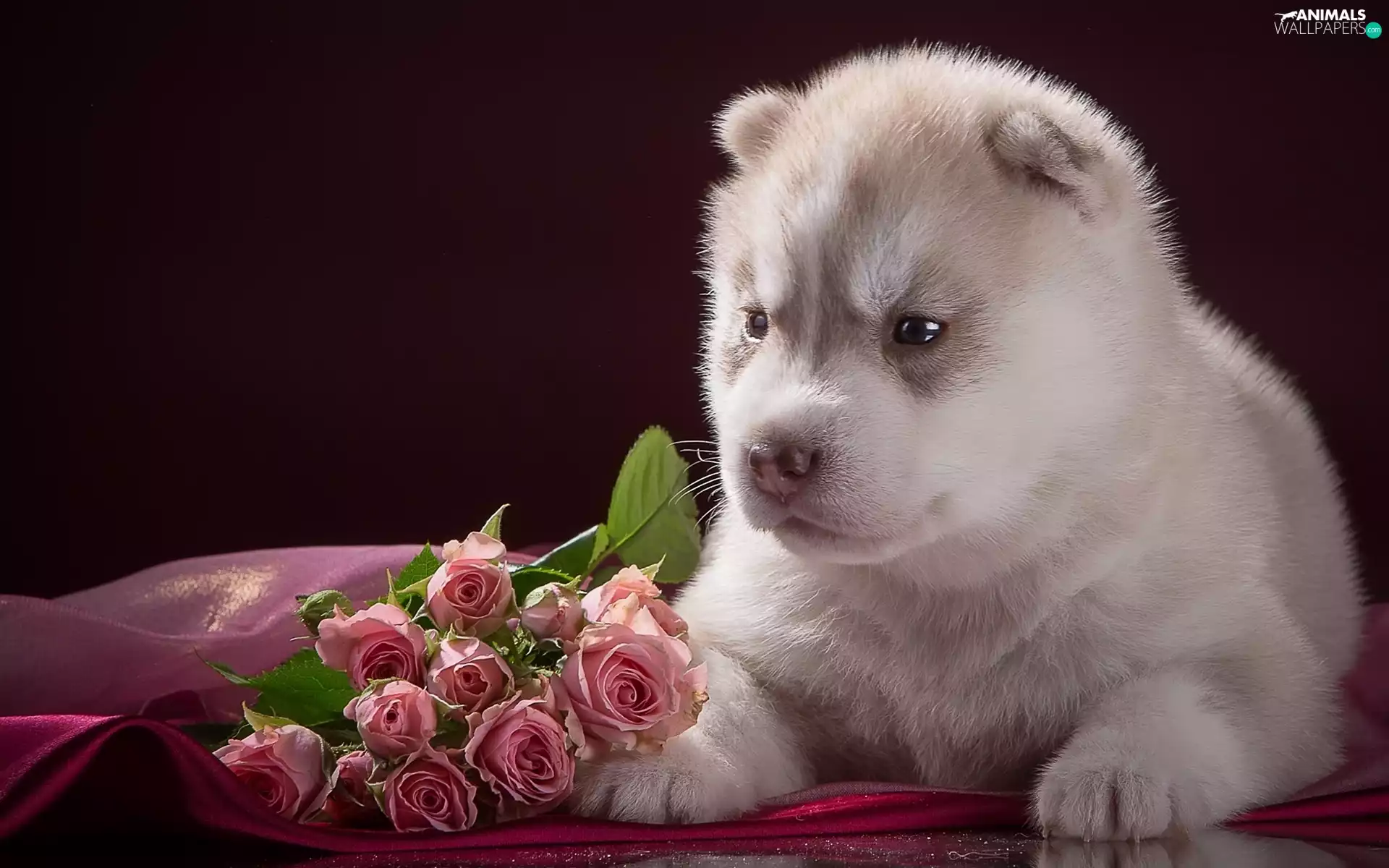 Puppy, Flowers, roses, Husky