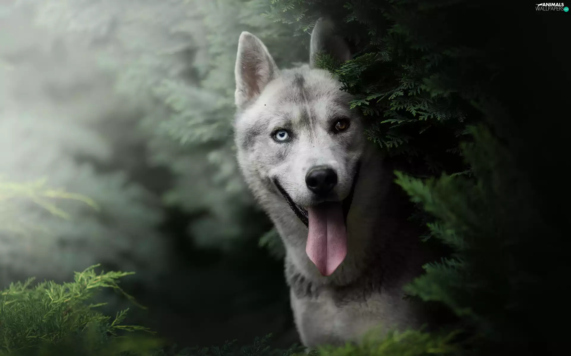 scrub, dog, Siberian Husky