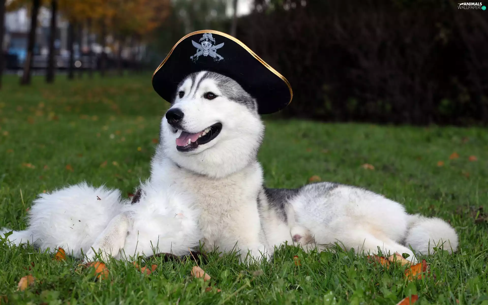 Siberian, Hat, Captains, Husky