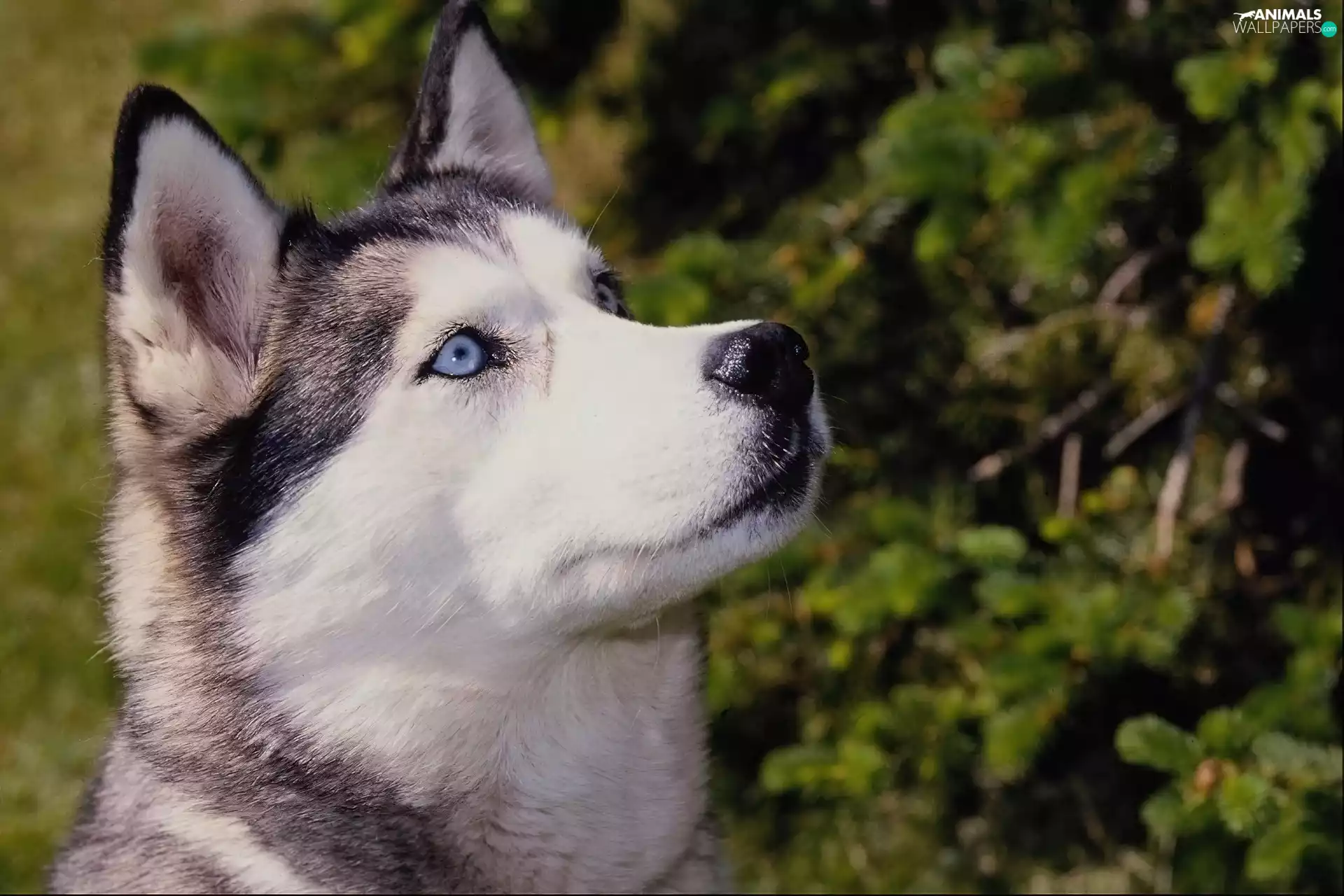 Siberian, Blue, Eyes, Husky