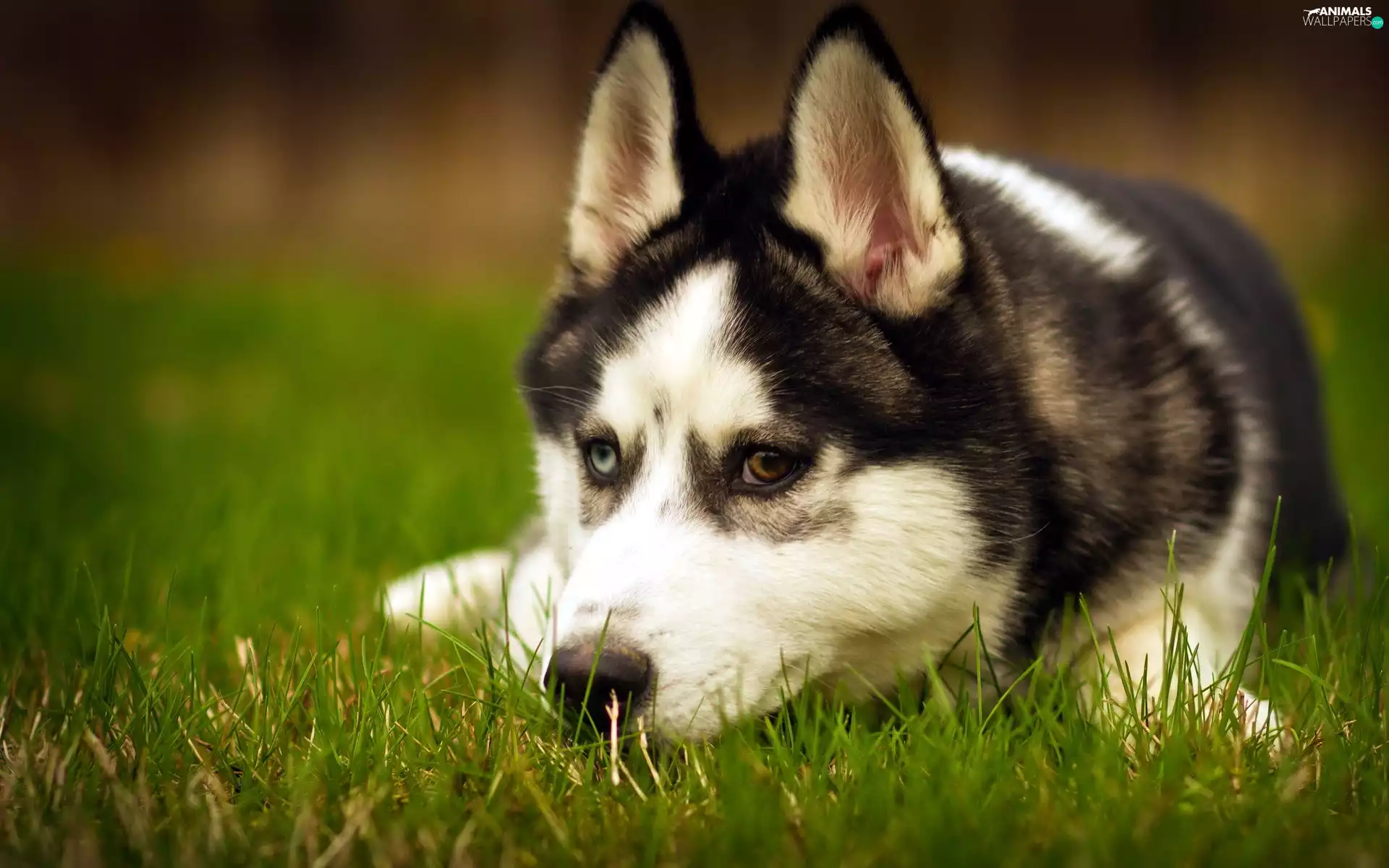 Husky, grass, Siberian