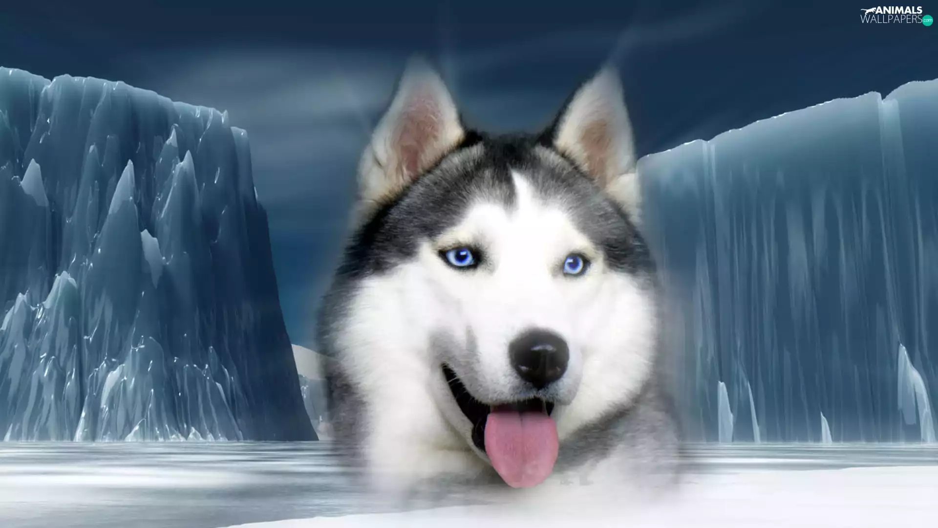 Siberian, Mountains, ice, Husky