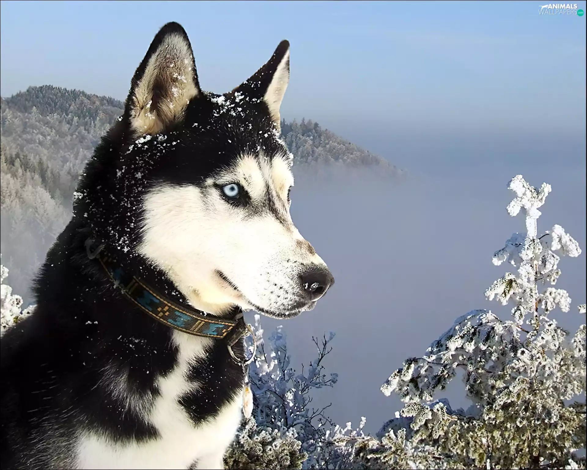 Siberian, snow, Mountains, Husky