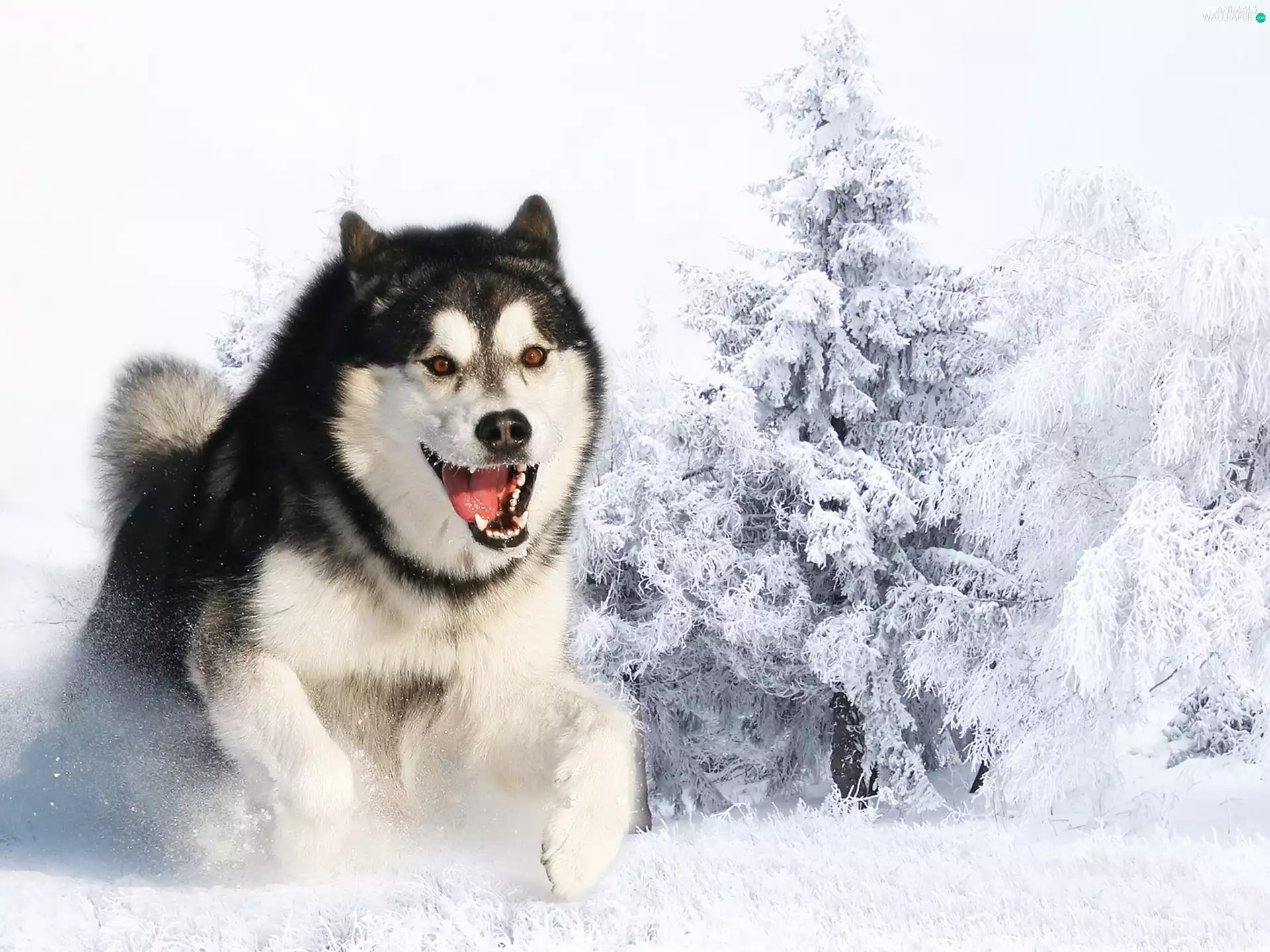 Siberian, winter, snow, Husky