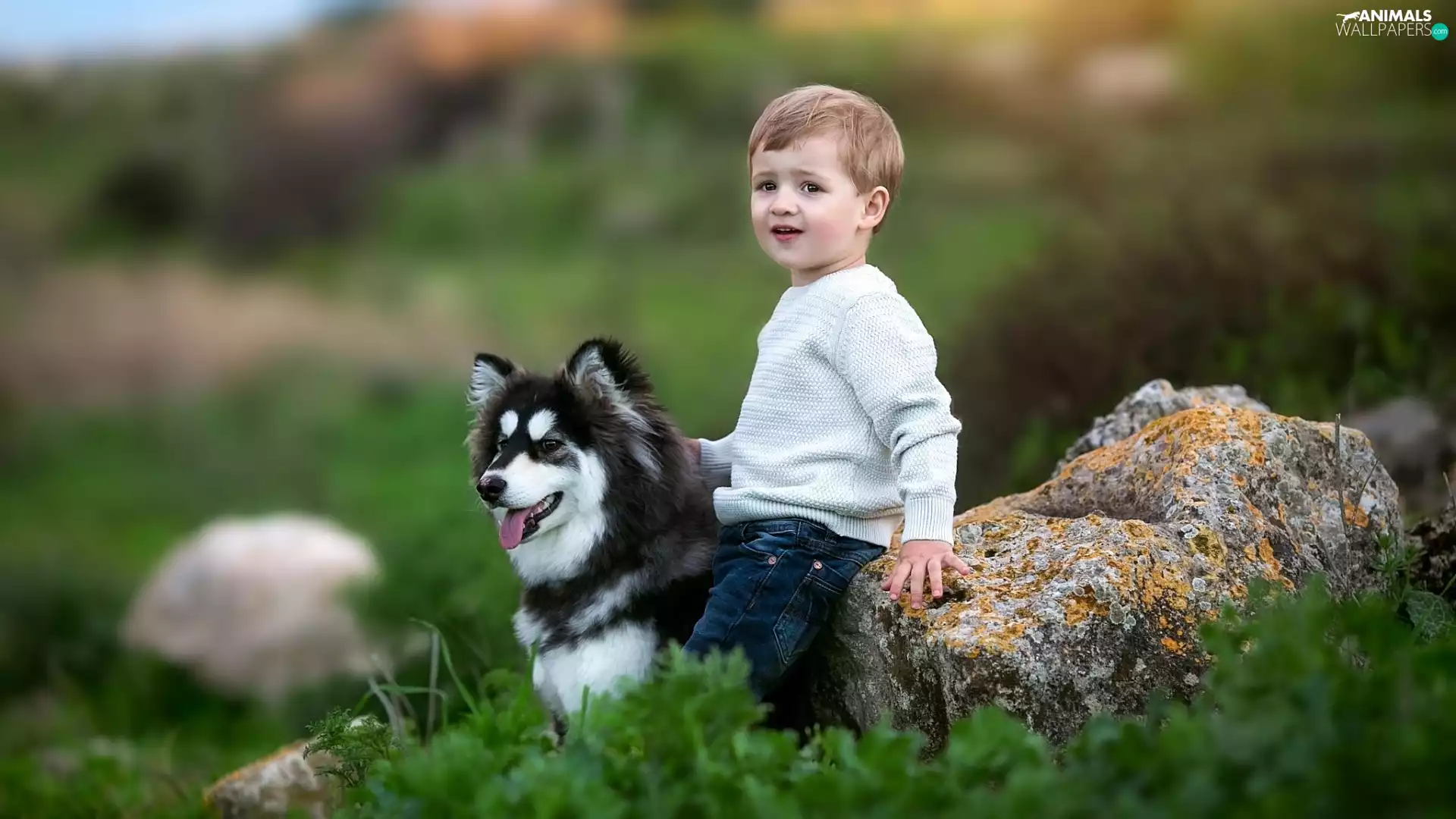 Stone, boy, Siberian Husky