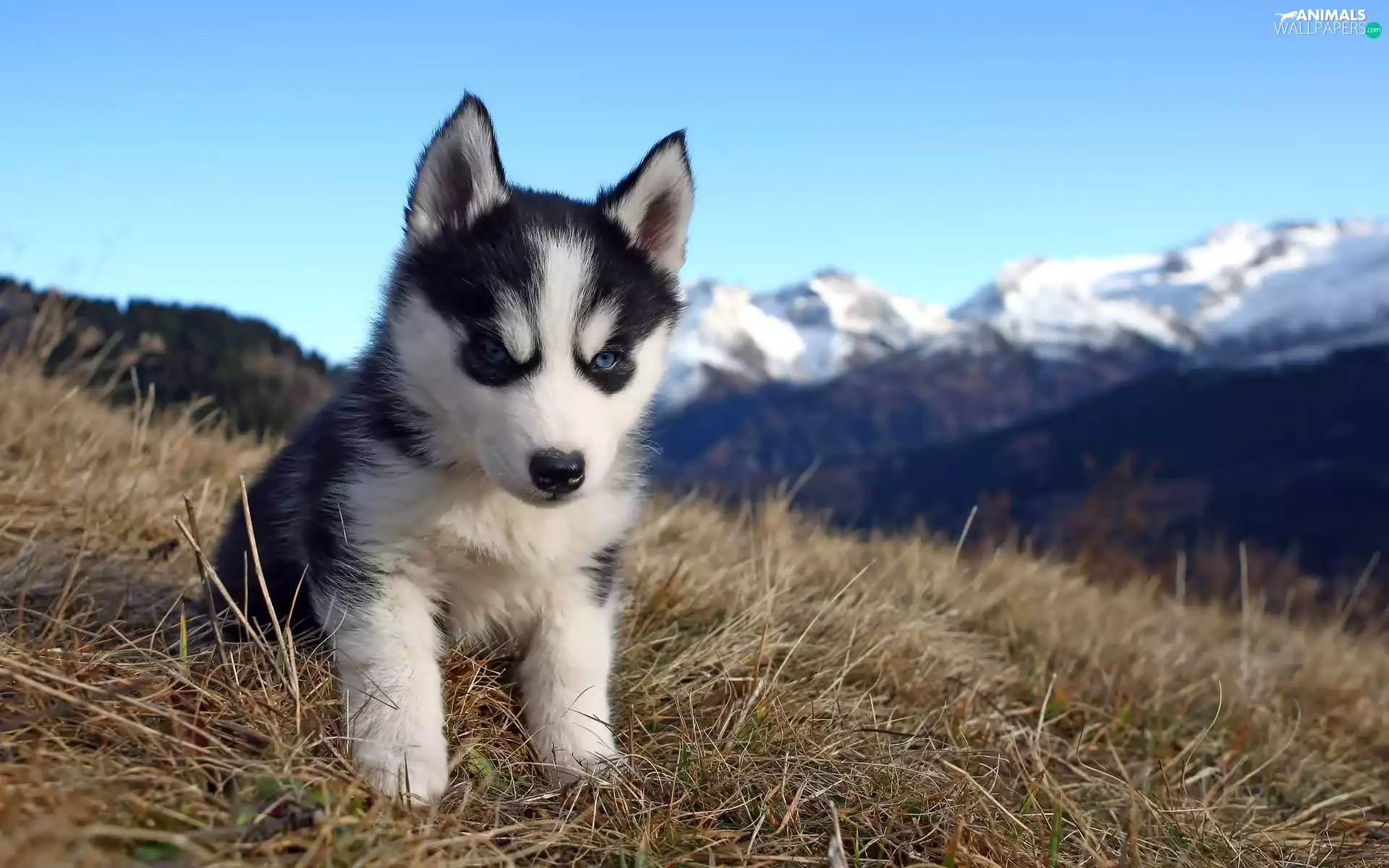Husky, honeyed, ##, mountains, car in the meadow, puppie