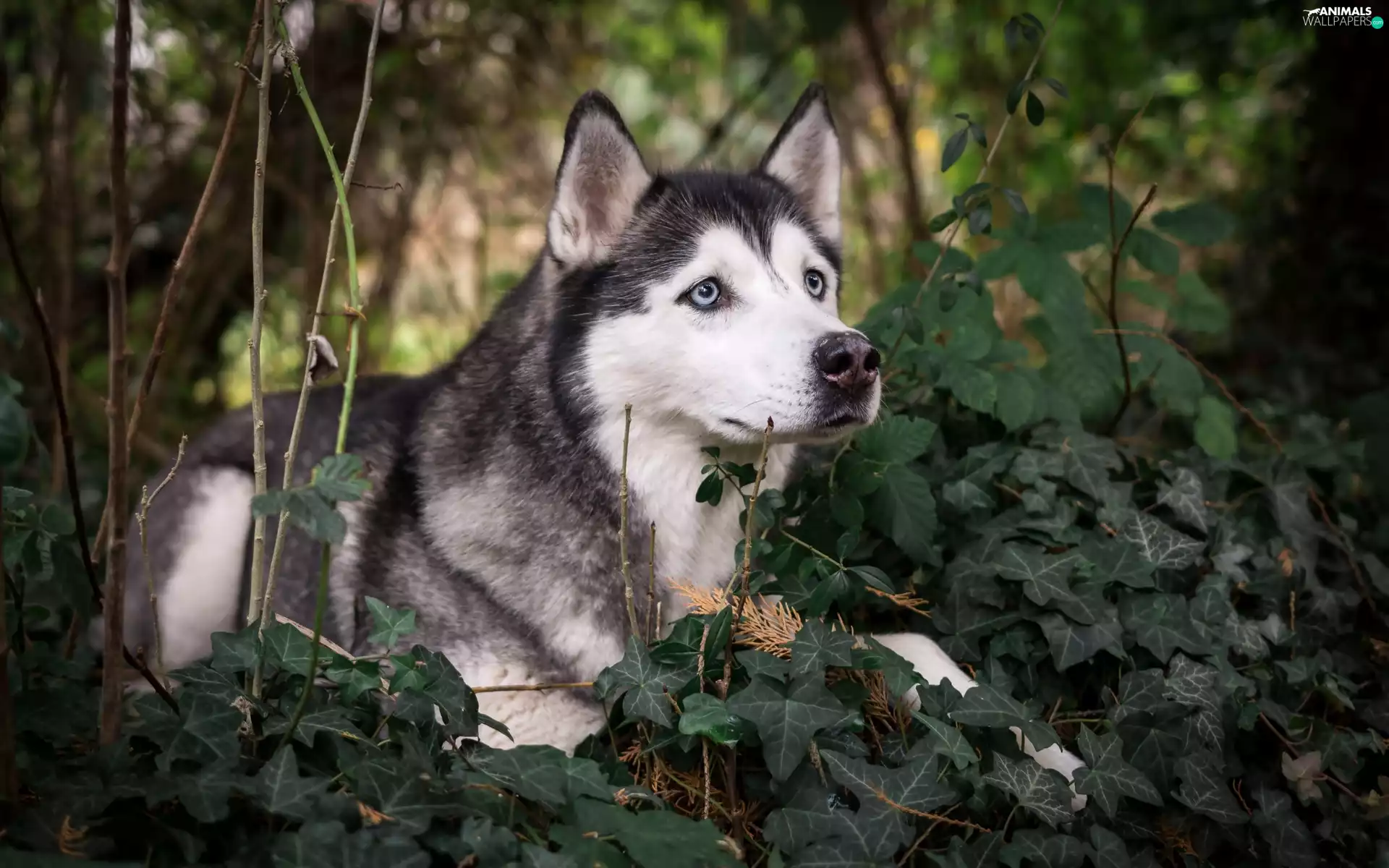Siberian Husky, Twigs, ivy, Plants