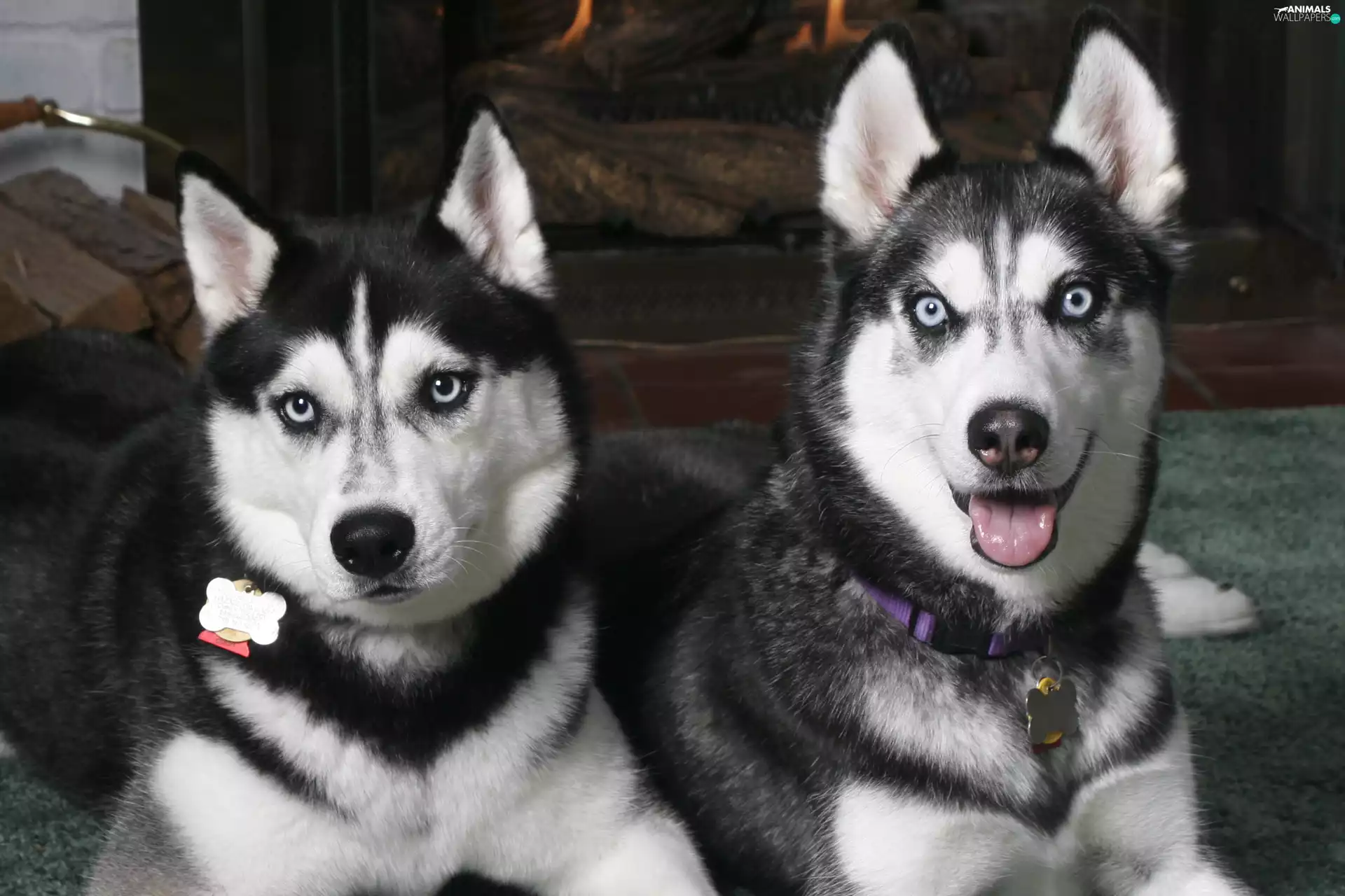 Siberian Husky, Two cars, Black