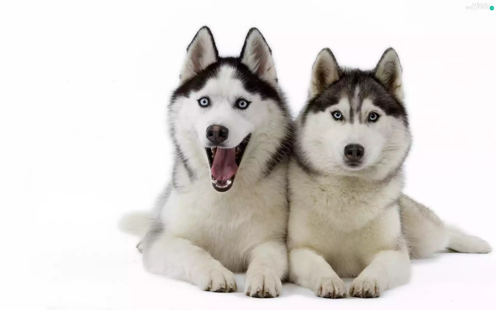 Siberian Husky, Two cars, puppies