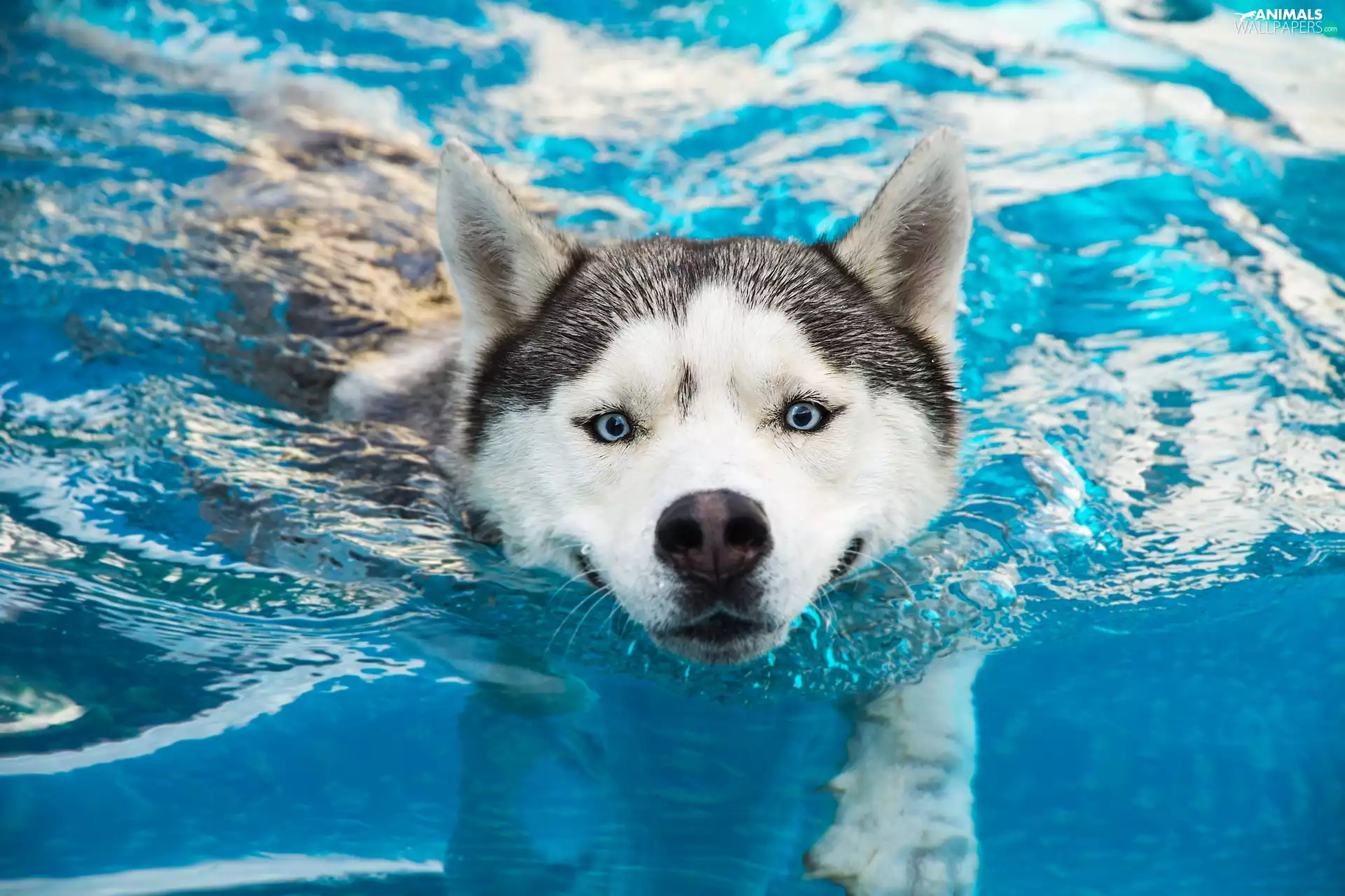 water, flowing, Siberian Husky