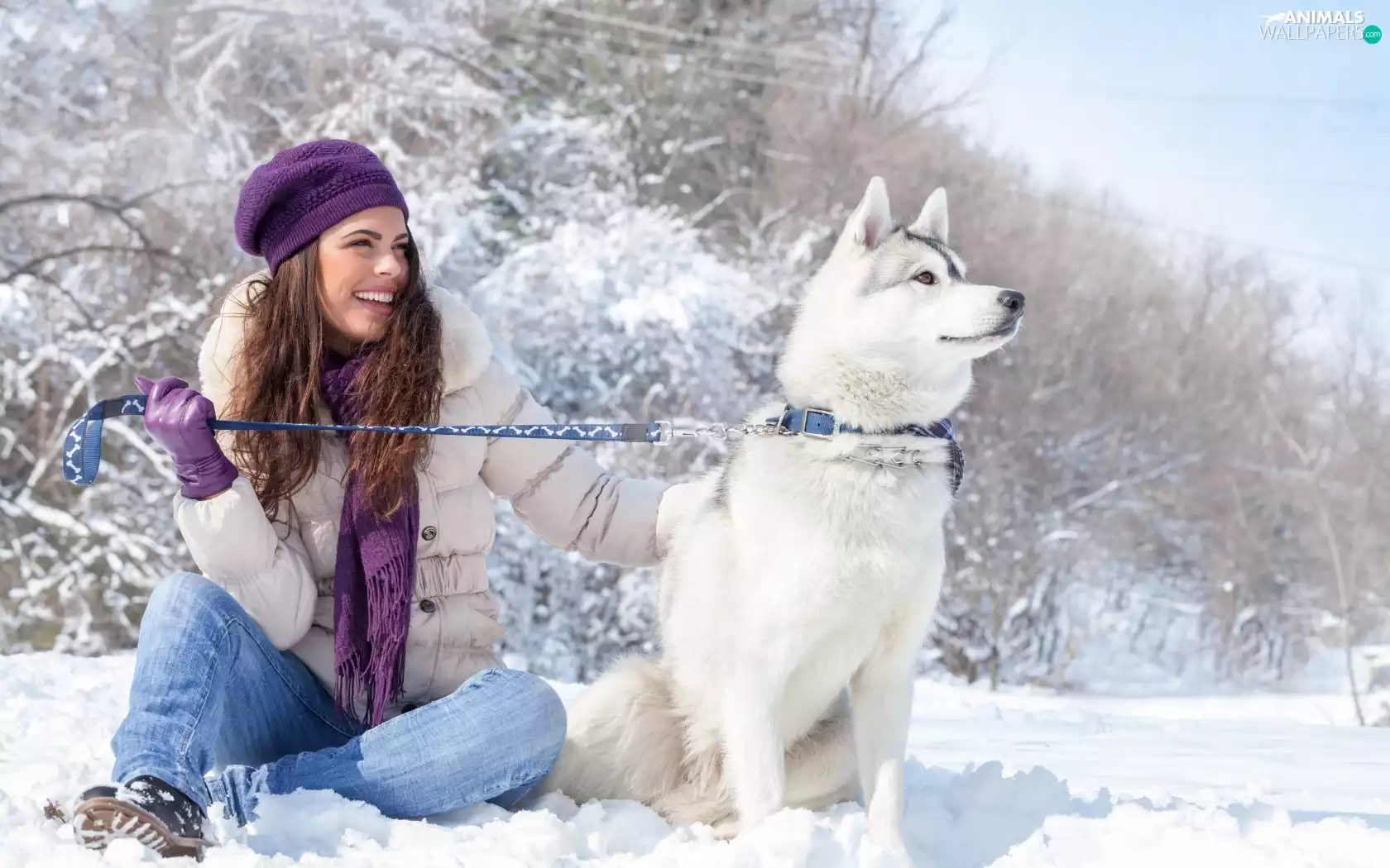 Siberian Husky, winter, snow, brunette