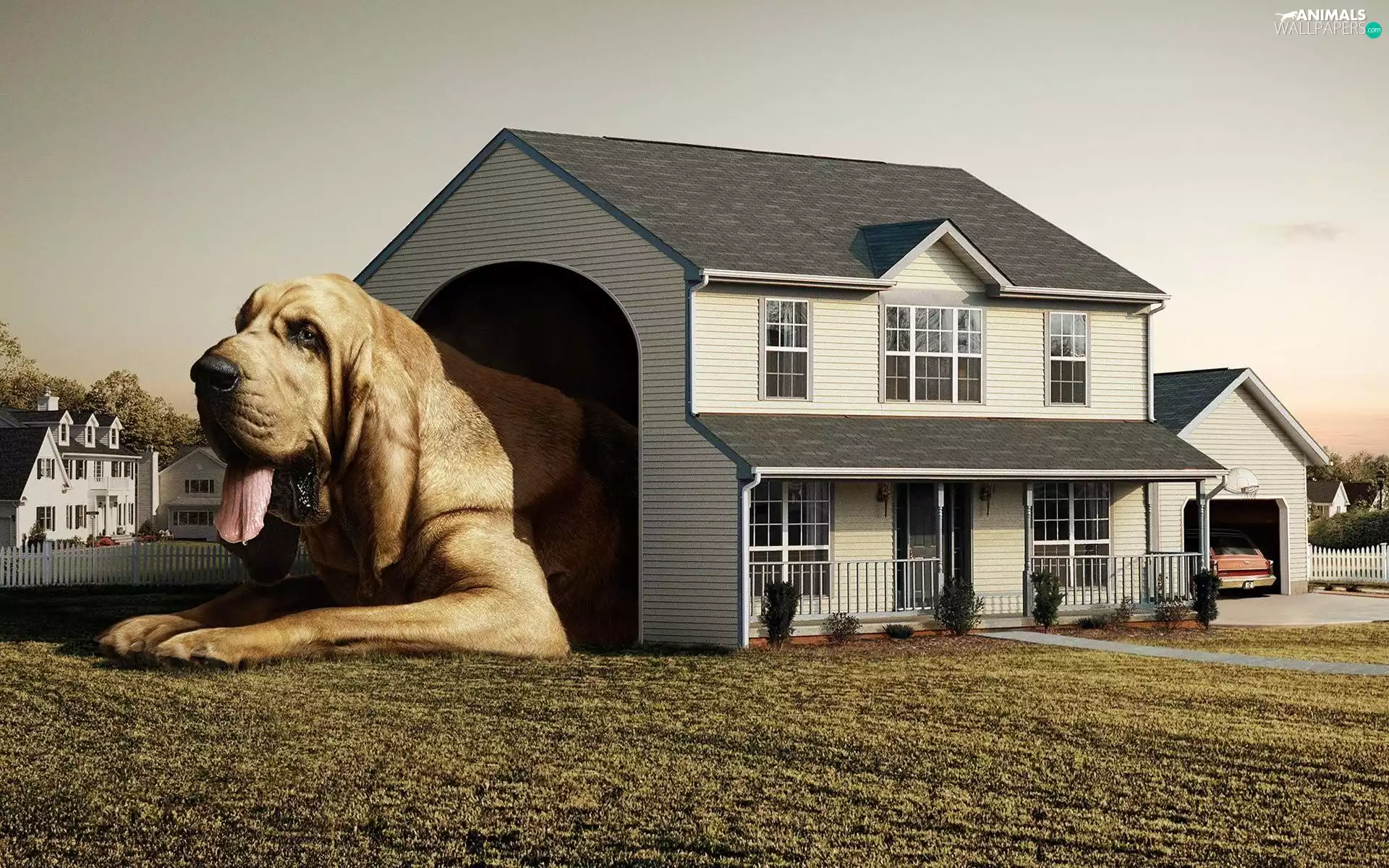 Exclusive, for, dog, hut