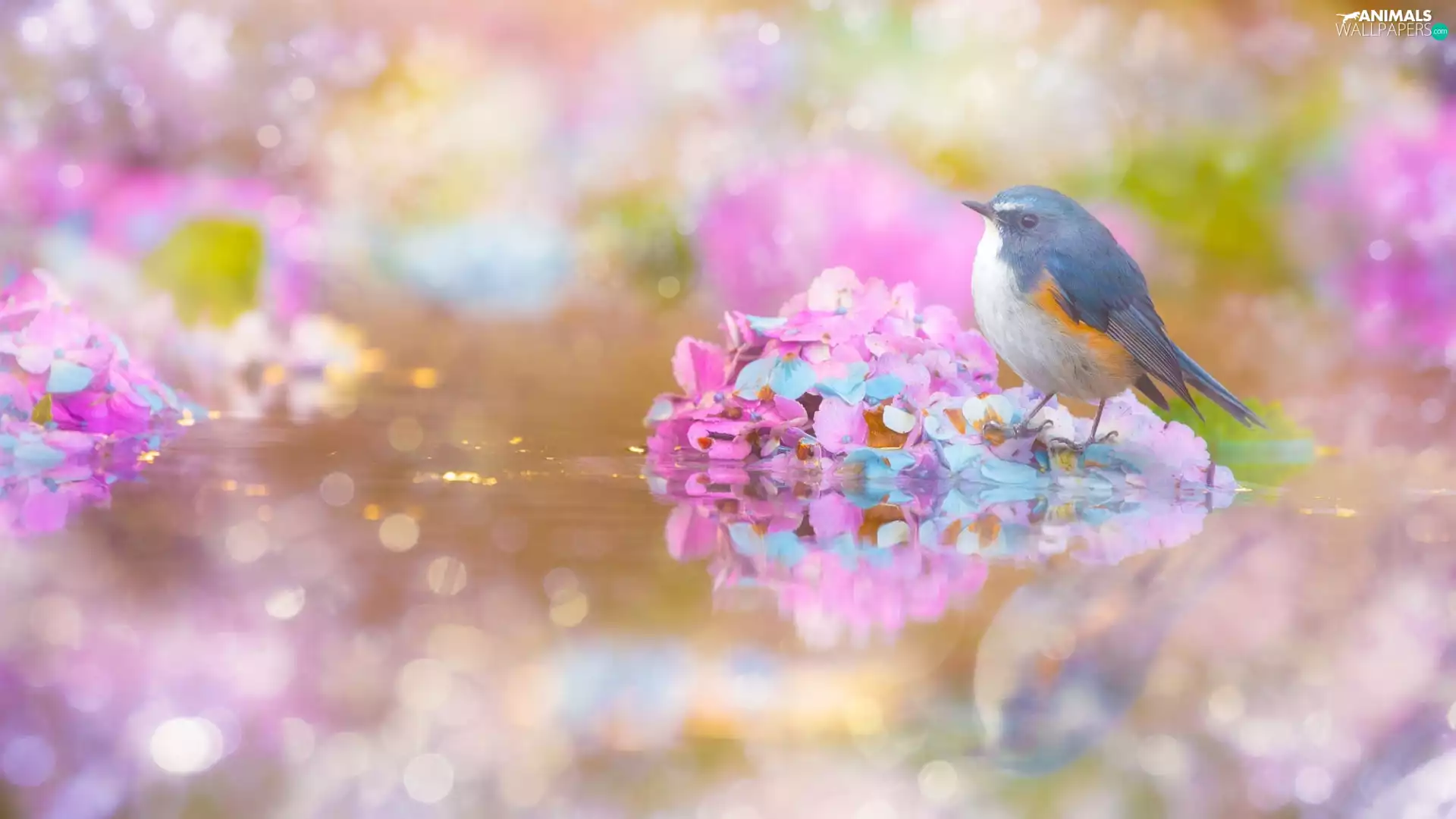 Bird, Colourfull Flowers, hydrangea, Red-flanked Bluetail