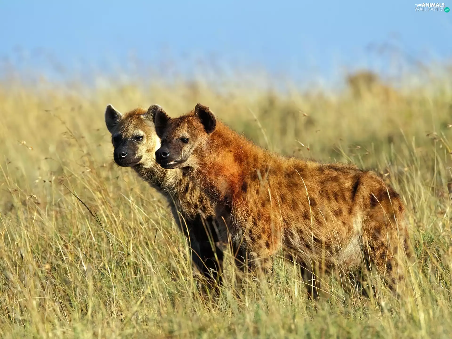 hyena