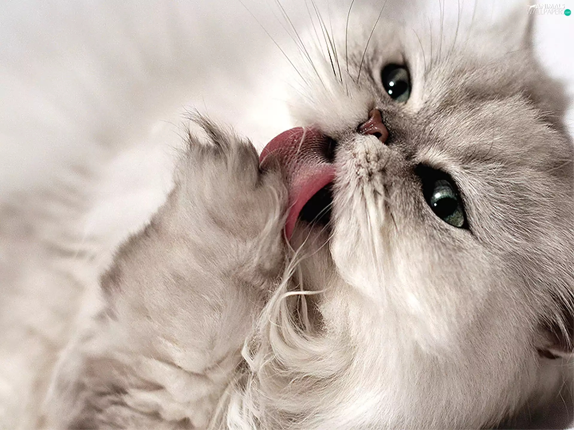 hygiene, White, kitten