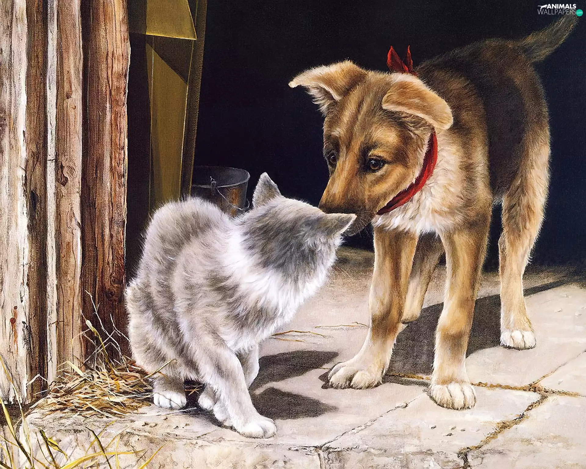 cat, dog, country, I