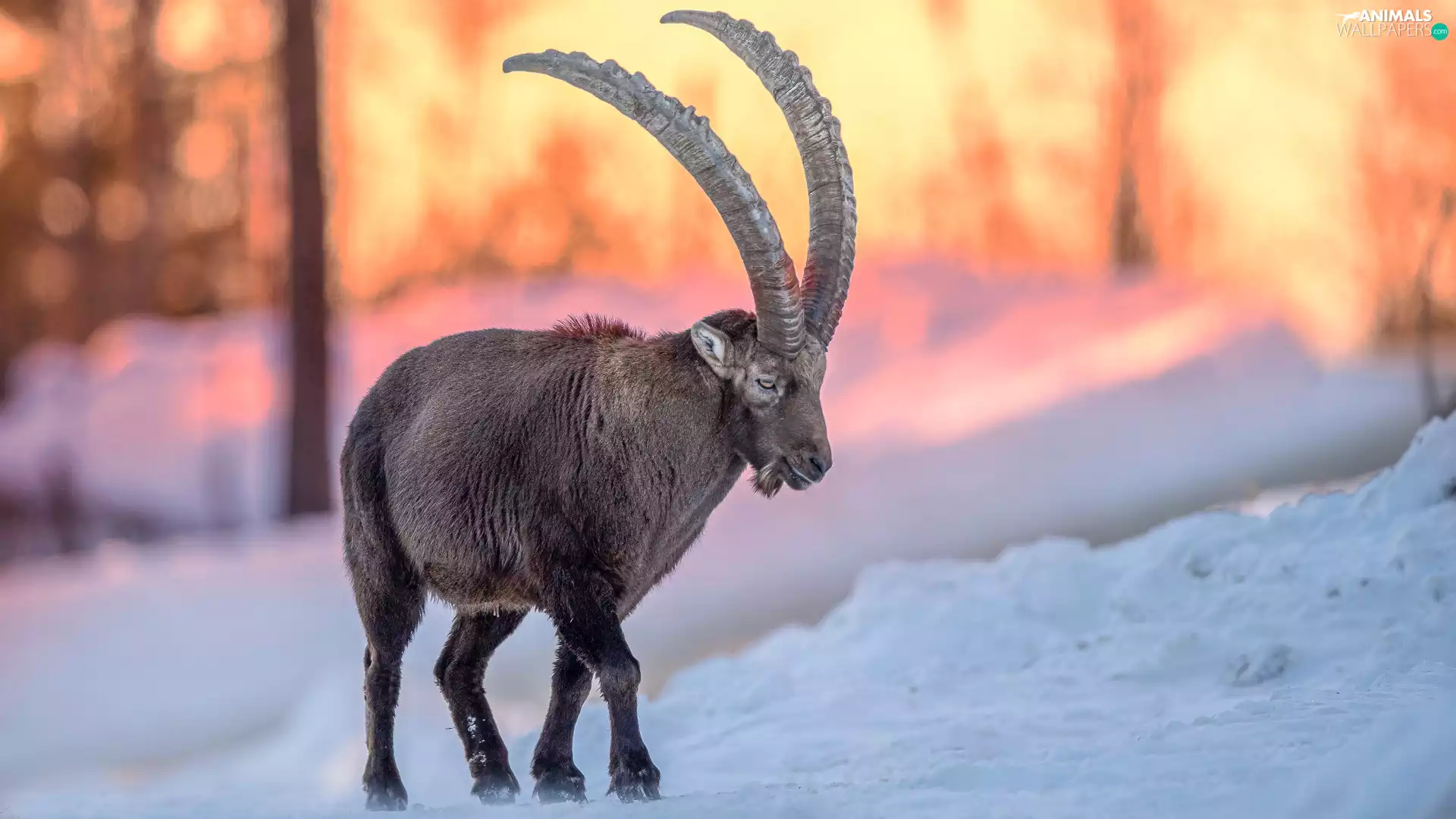 ibex, snow