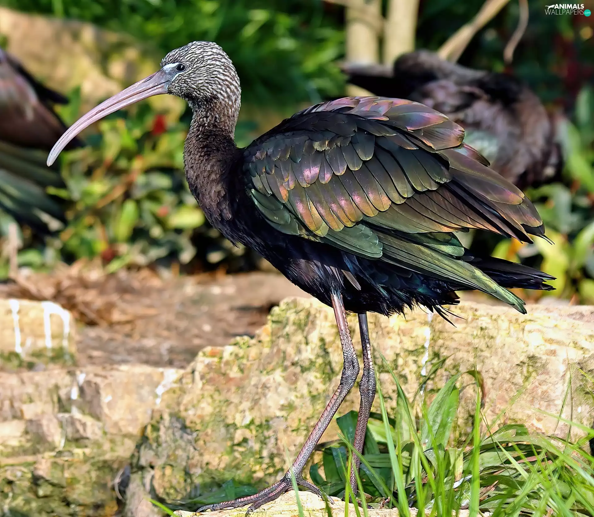 Ibis