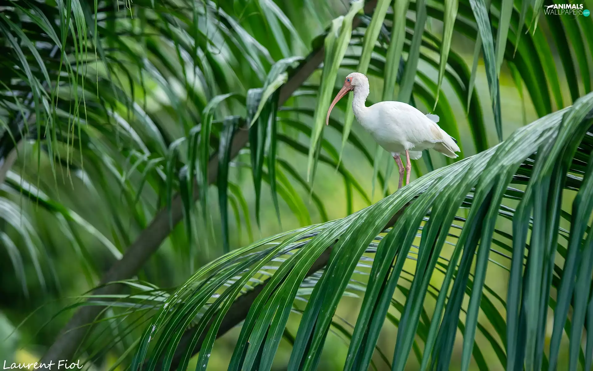 White, Ibis White, Leaf, Bird