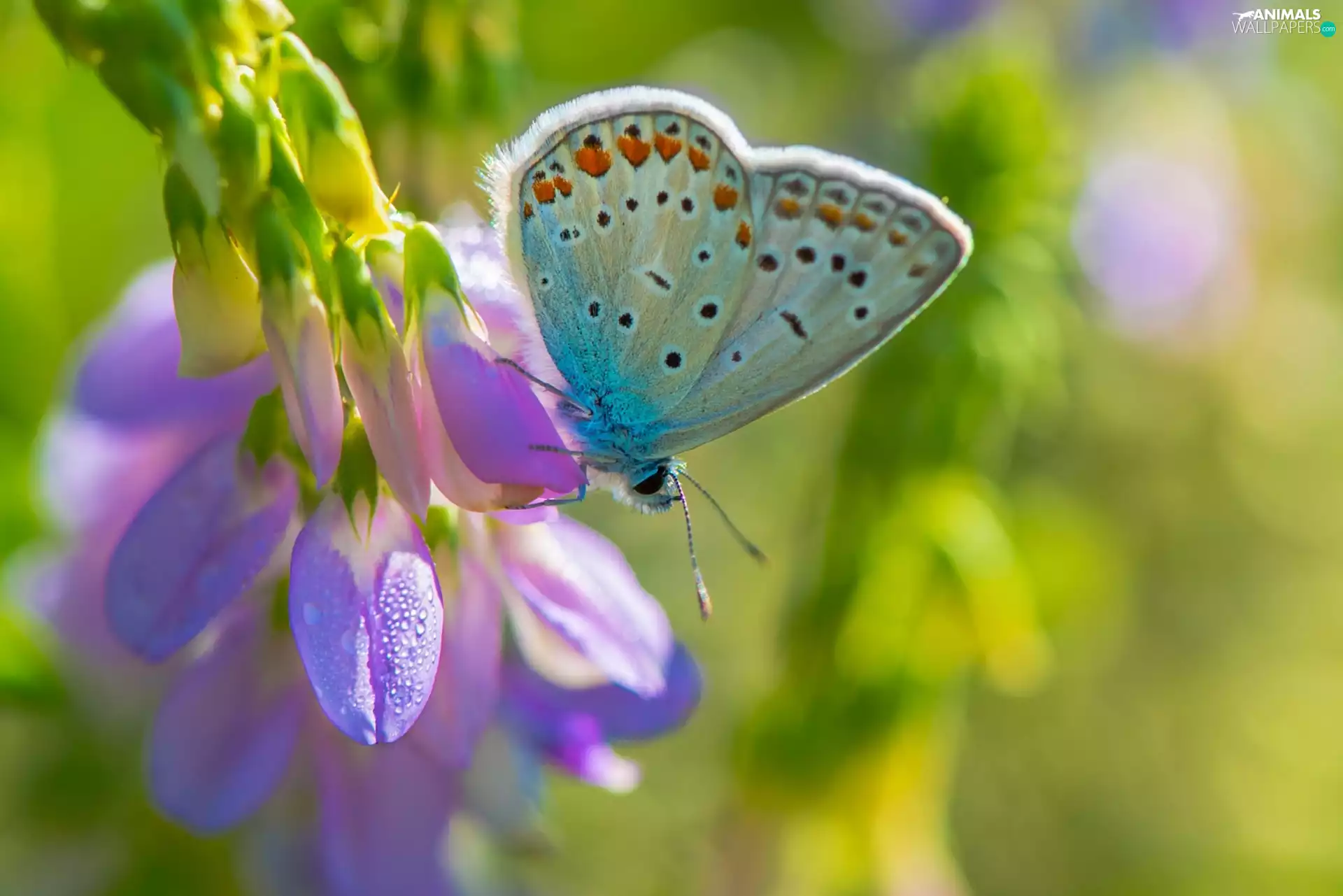 Insect, butterfly, fuzzy, background, Colourfull Flowers, Dusky Icarus