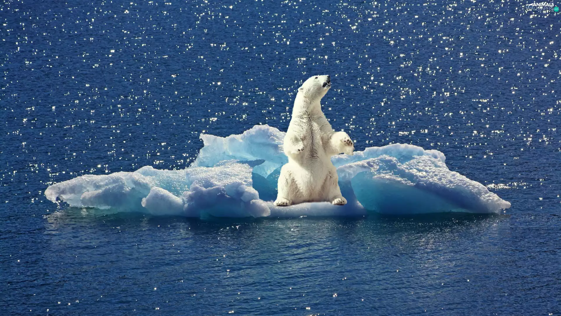 clump, ice, polar, sea, Bear