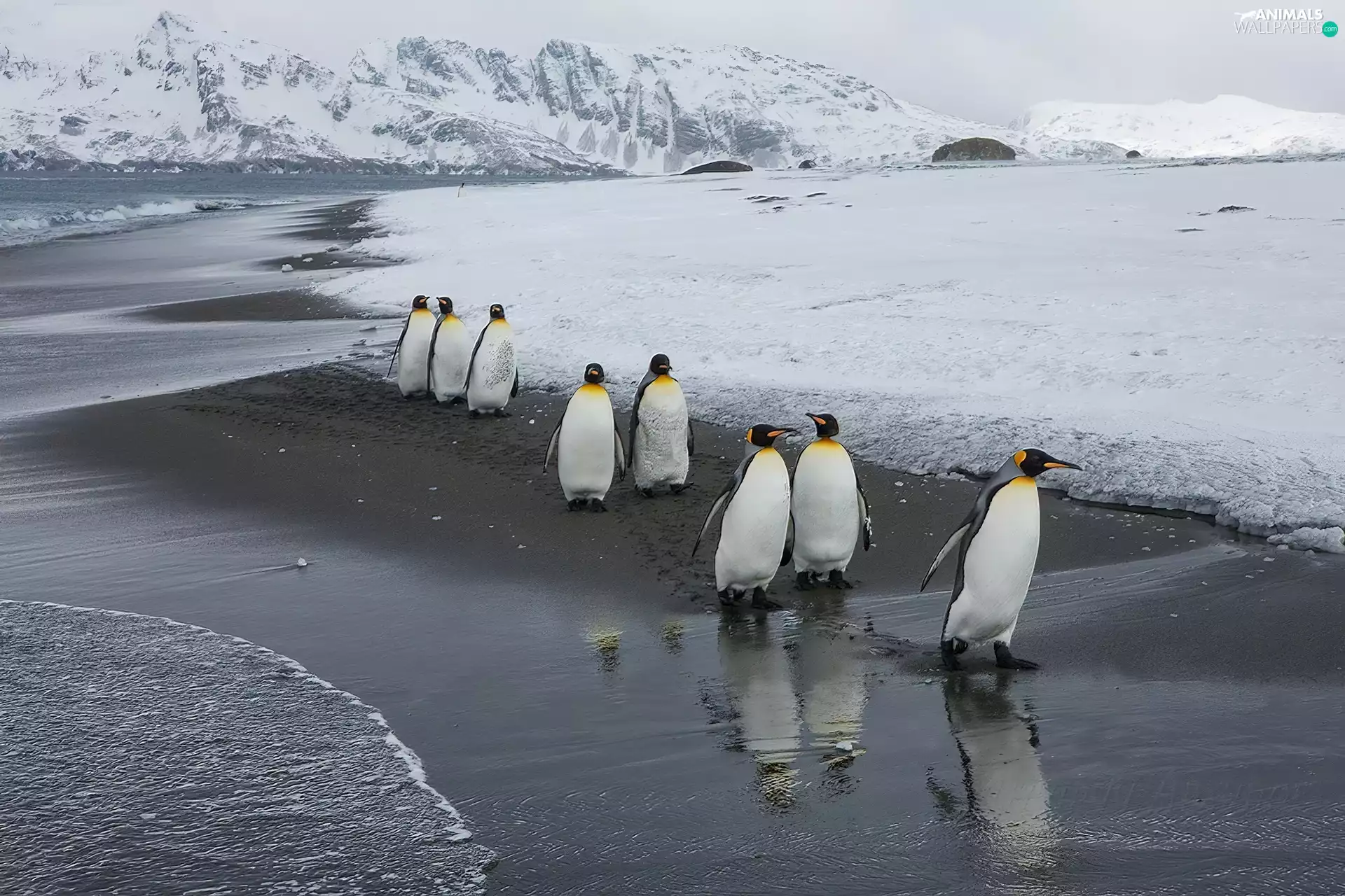 Icebergs, winter, penguin
