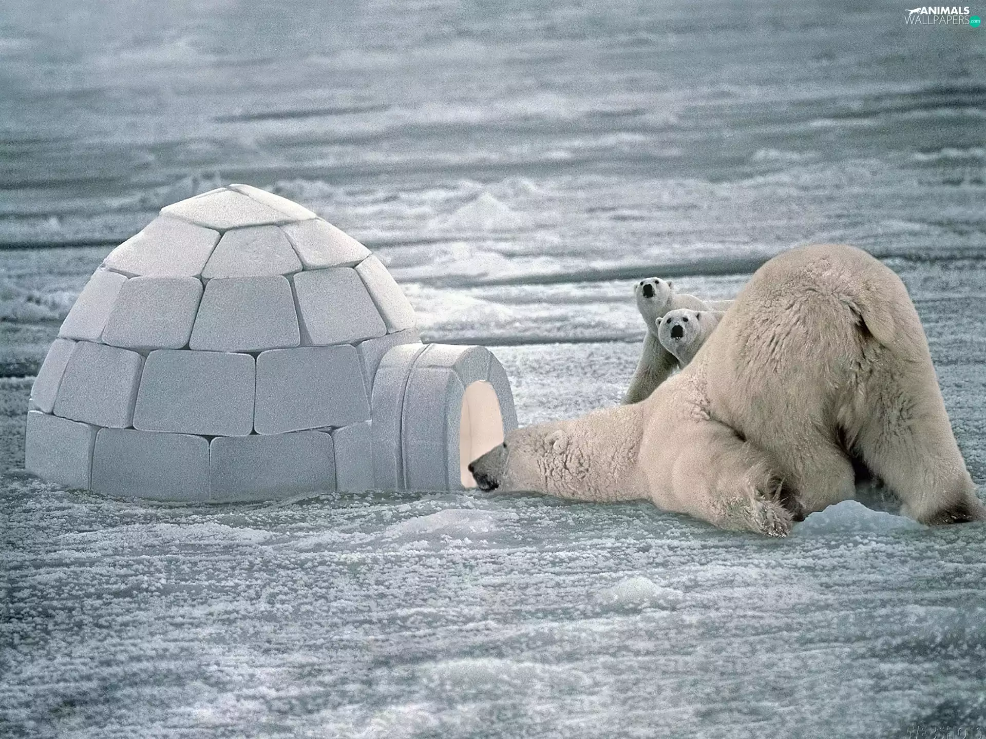 Igloo, bears, snow