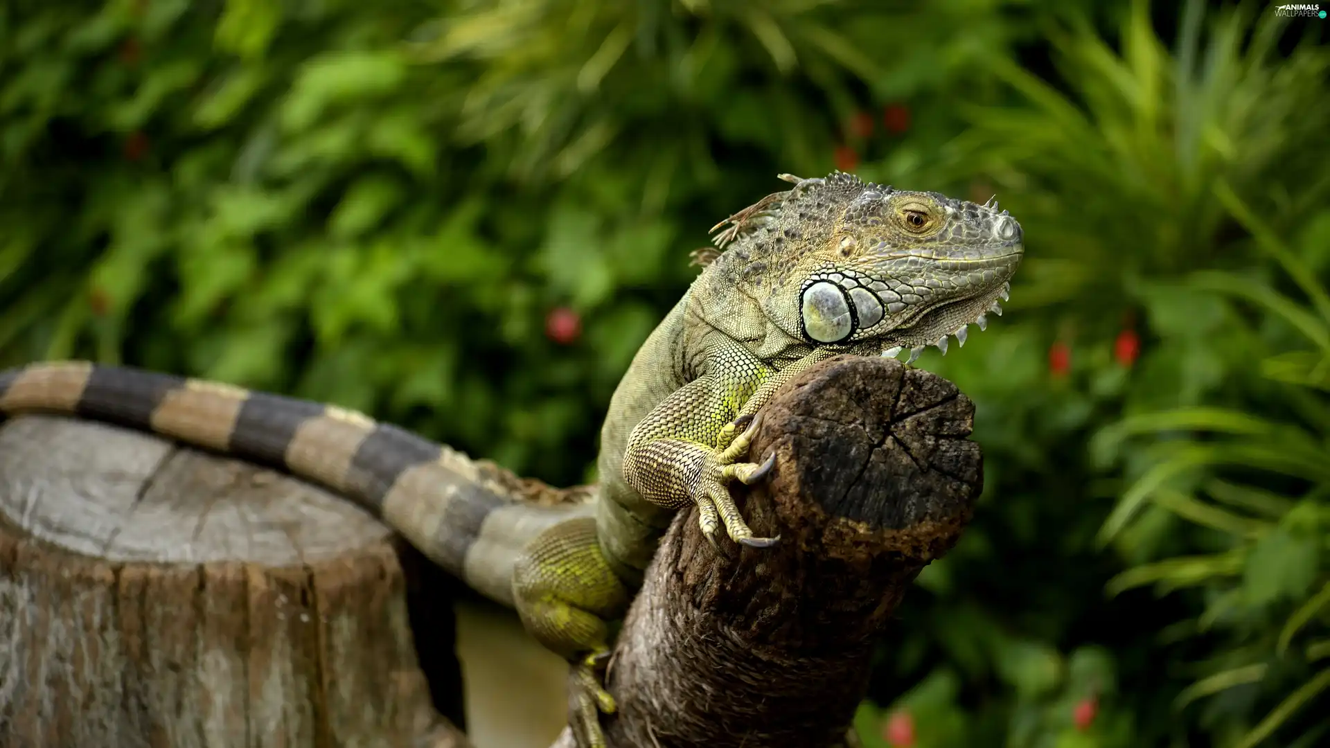 trees, viewes, Green Iguana, trunk, Iguana