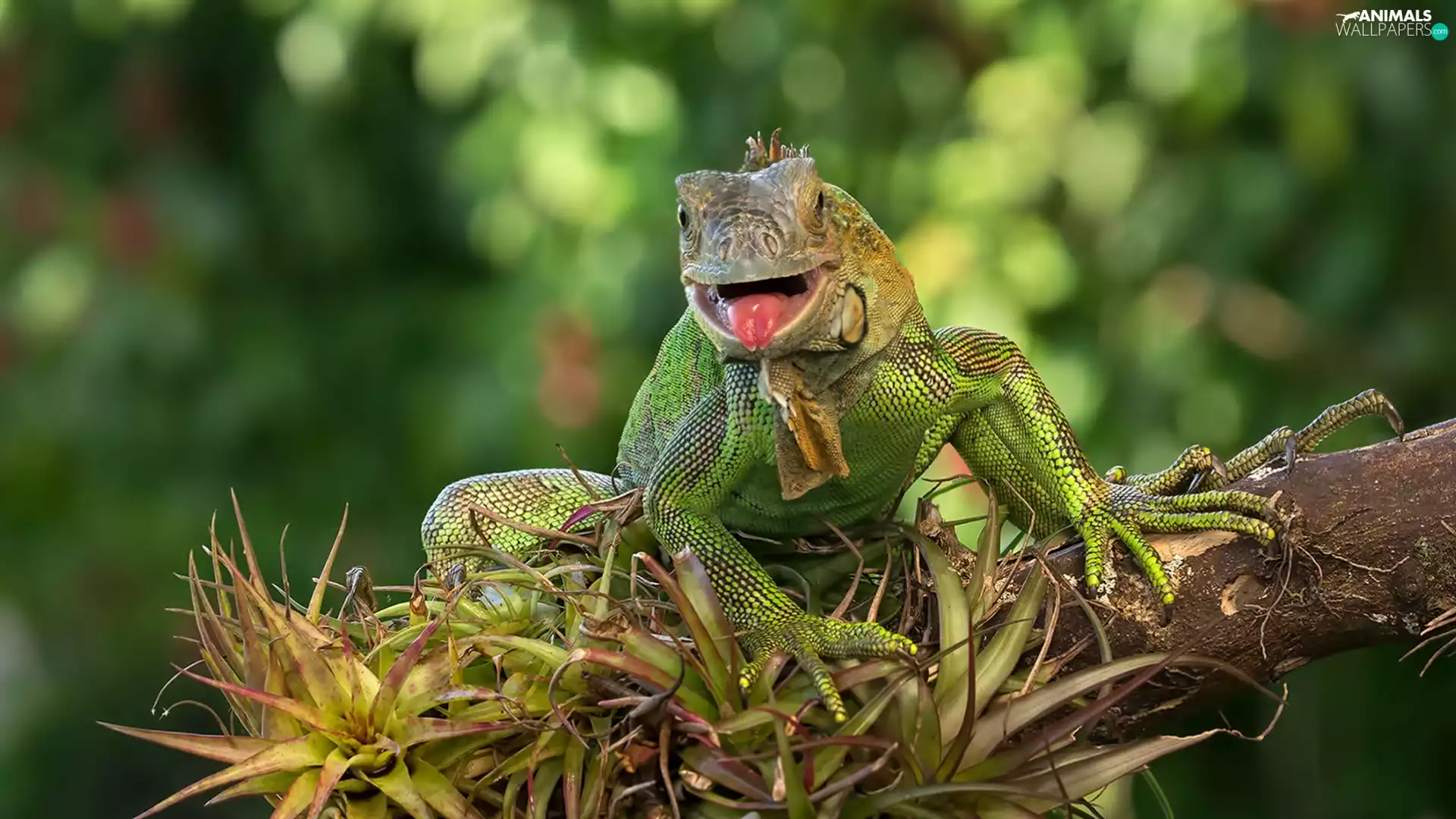 trunk, Plants, Green Iguana, Iguana, lizard